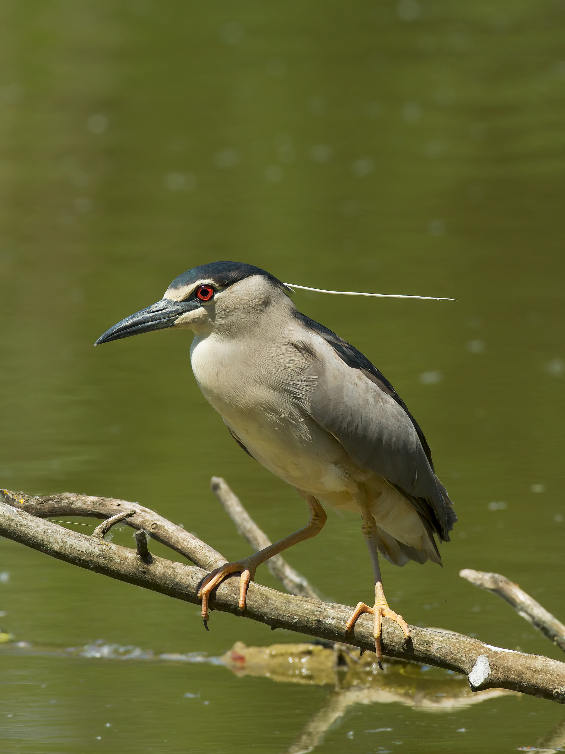 Night Heron, in all its glory!