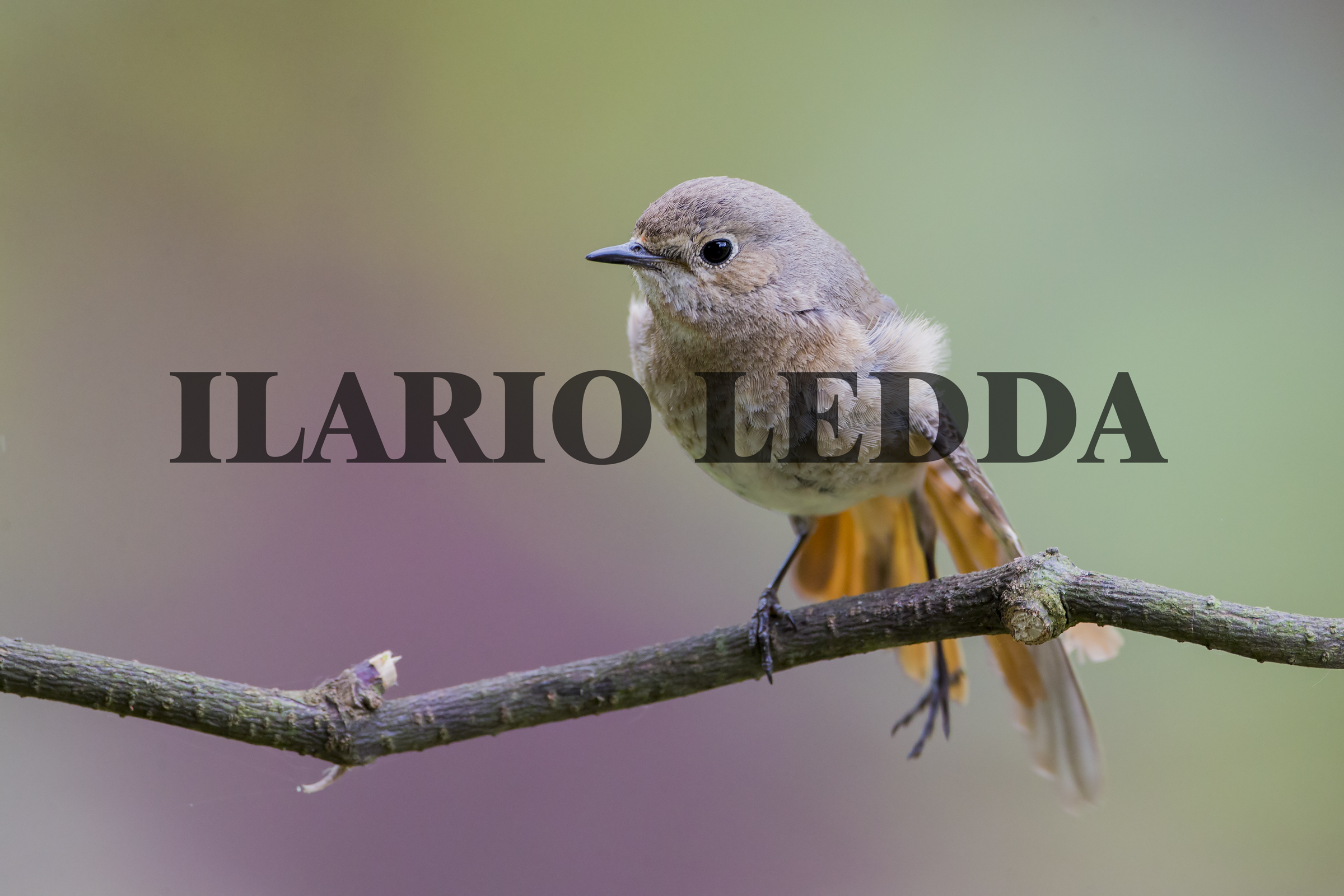 stretching su posatoio n1