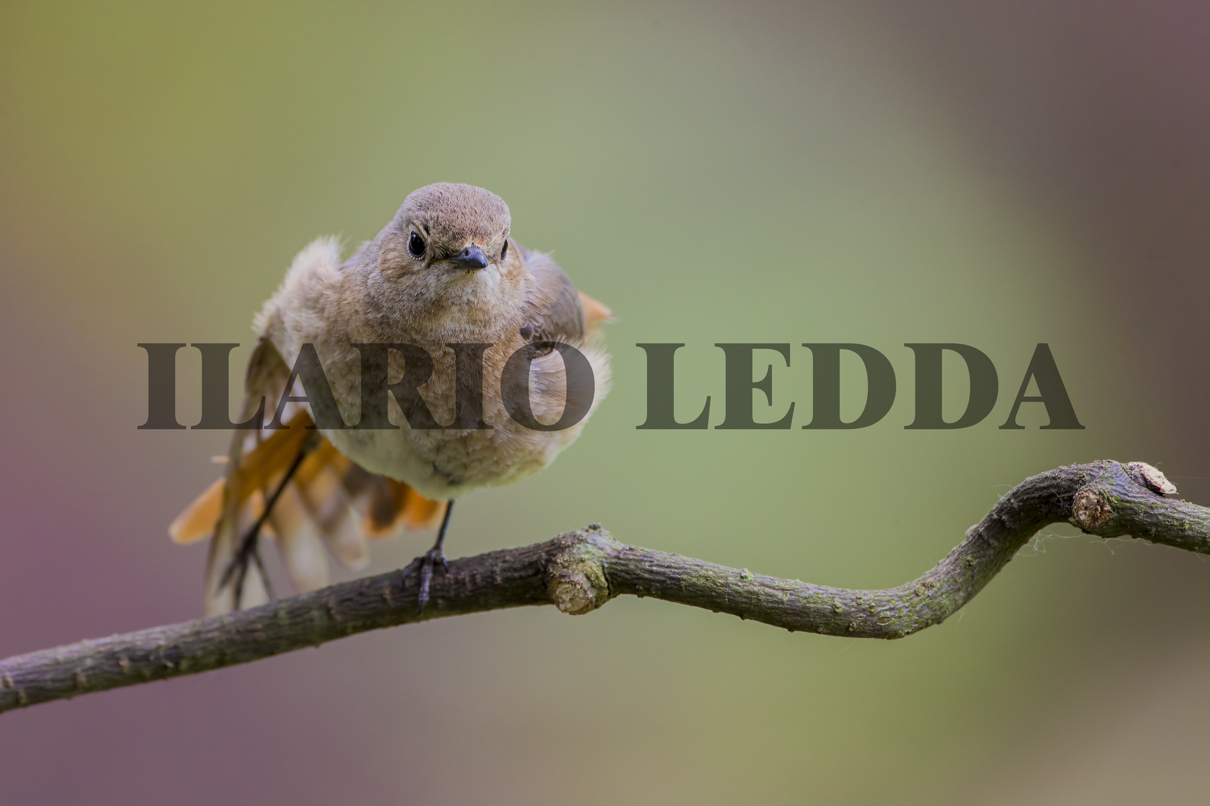 stretching su posatoio n2