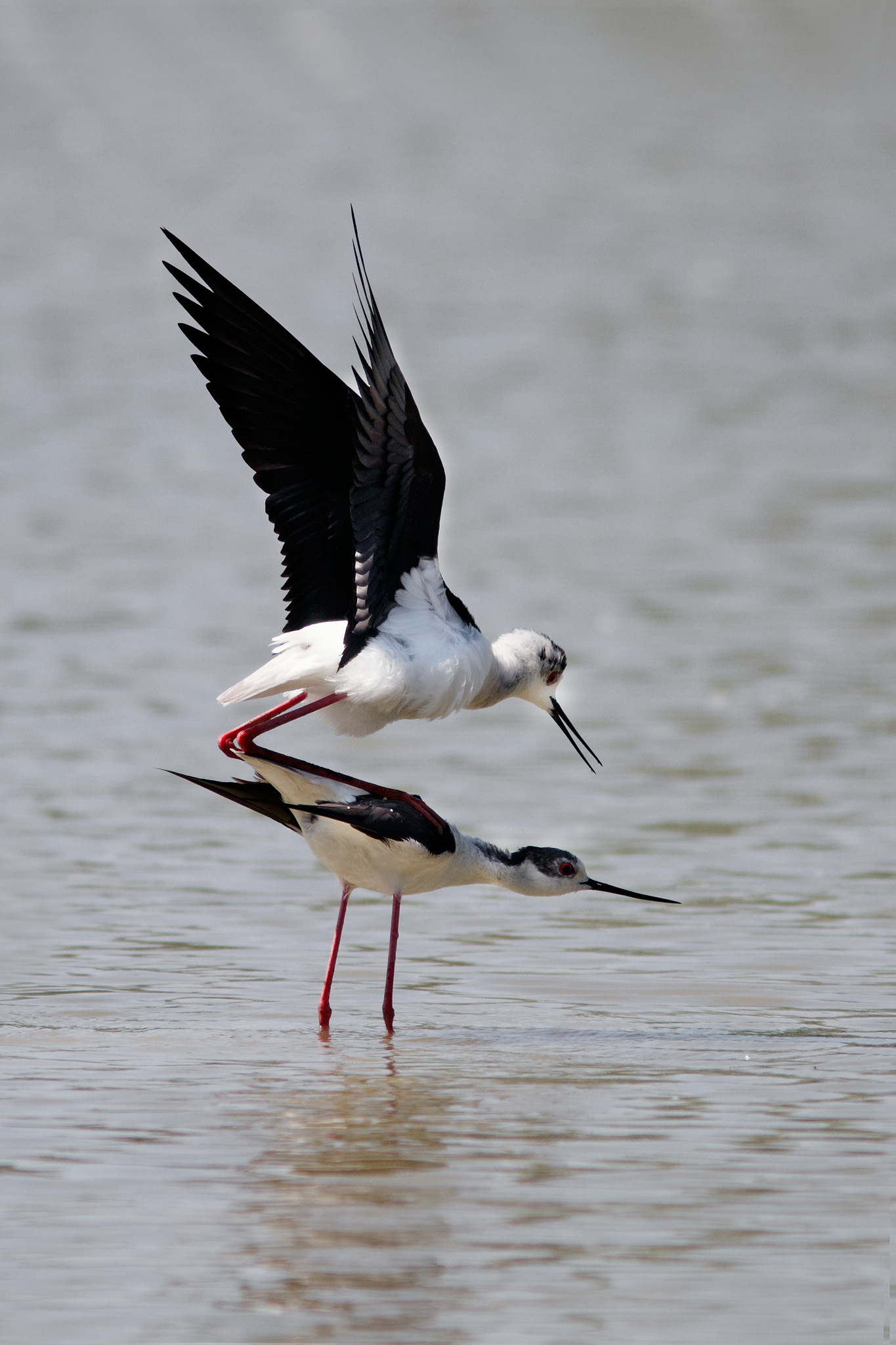 Cavalieri d' Italia in accoppiamento
