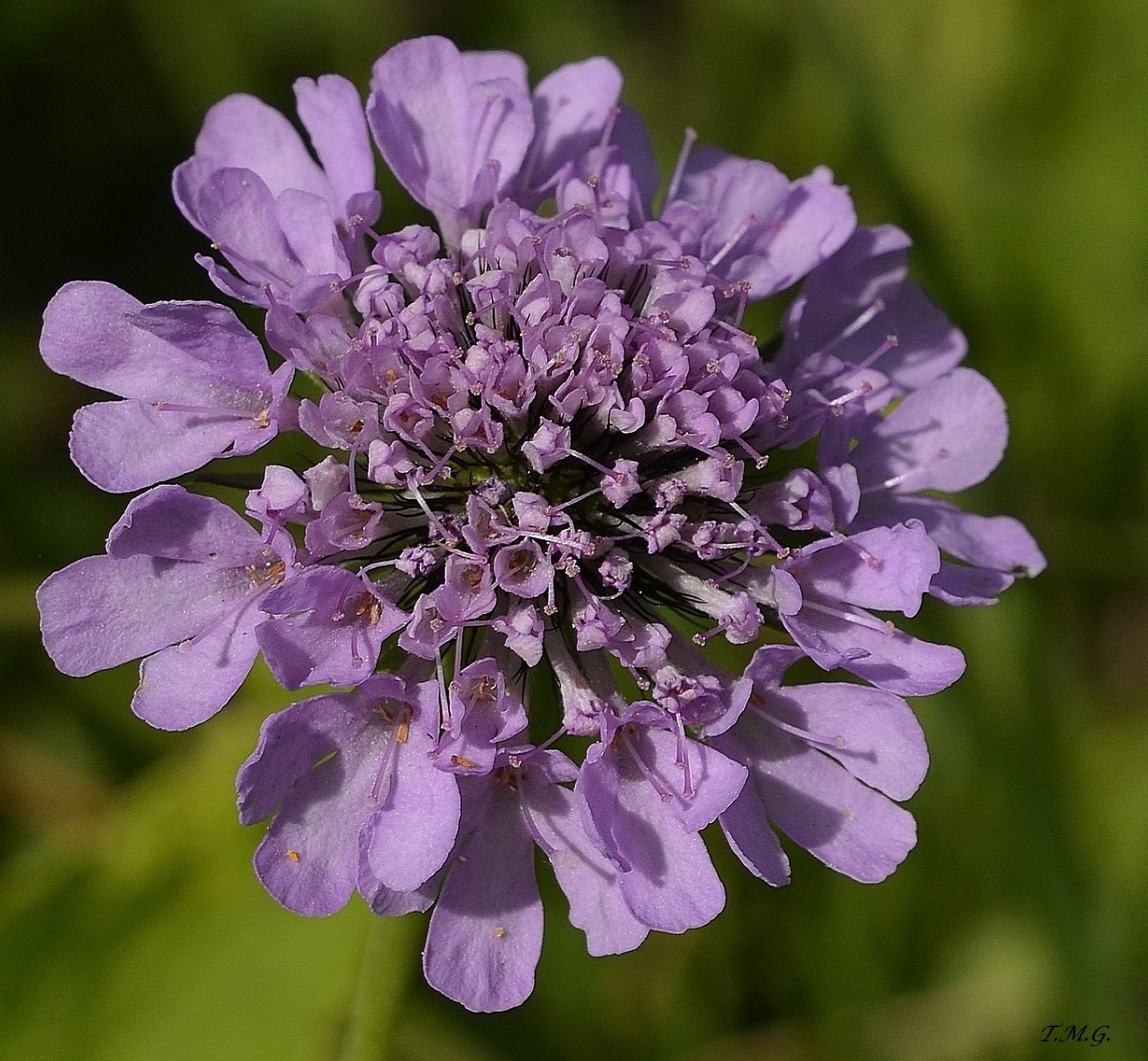 Happiness is a flower with a thousand hearts .... ^ __ ^