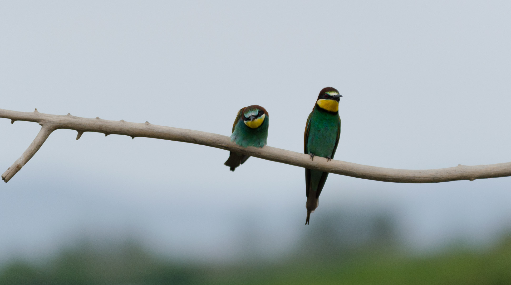 Bee-eaters