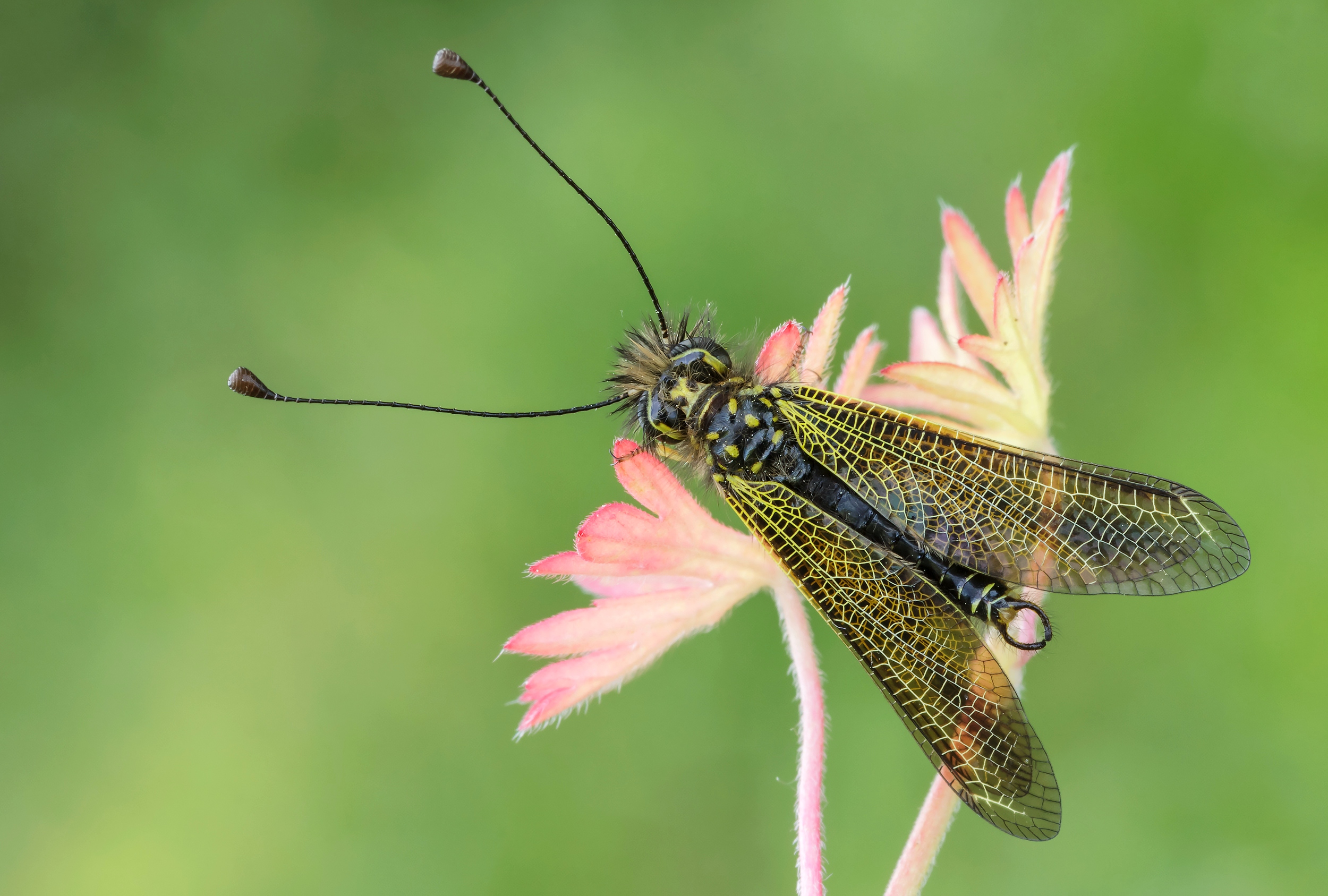 Libelloides siculus ...