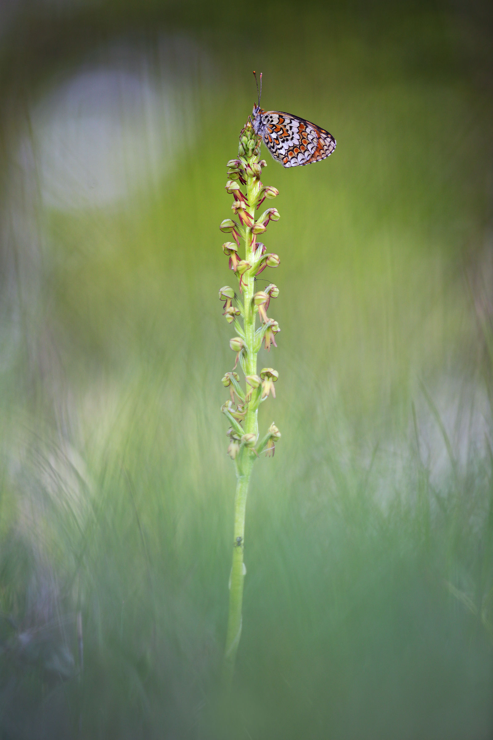 Melitaea phoebe su Orchis antrophofara
