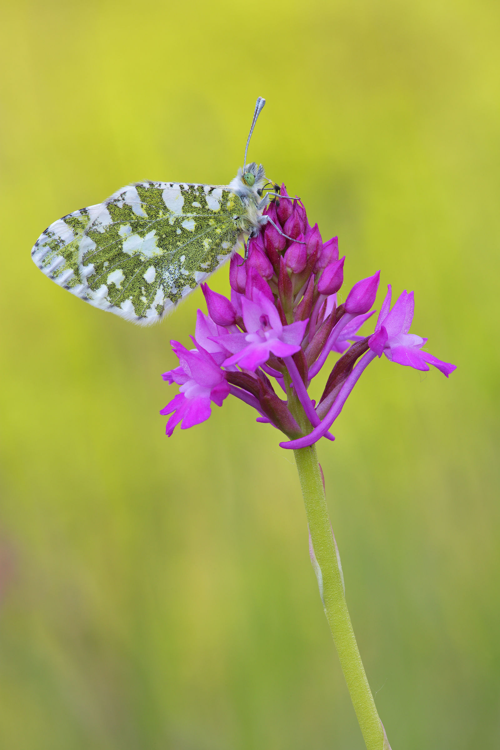 Anthocharis cardamines