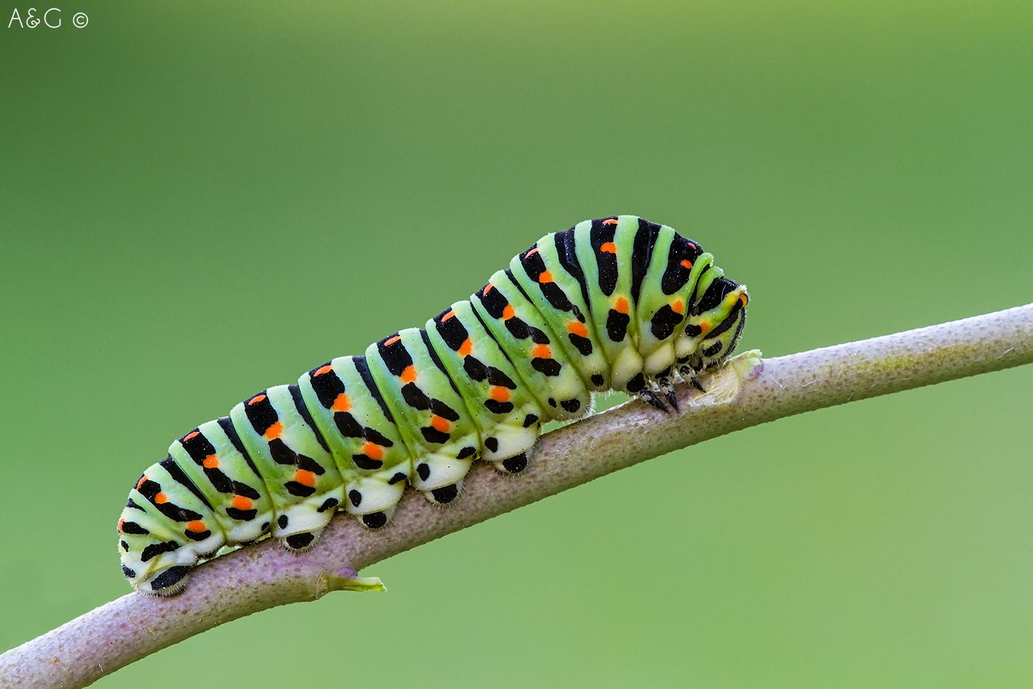 caterpillar Papilio machaon