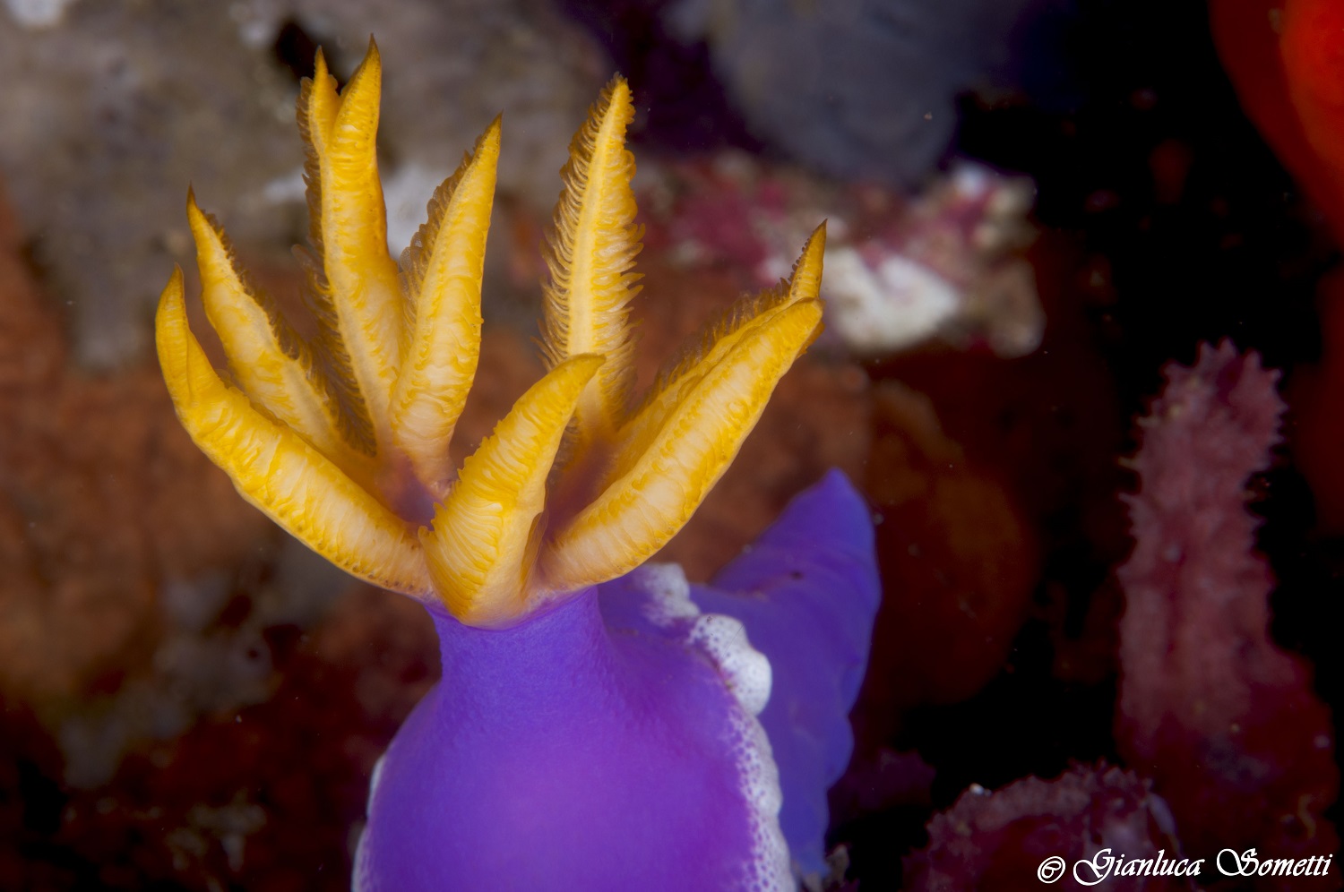 Puerto galera / Hypselodoris bullocki