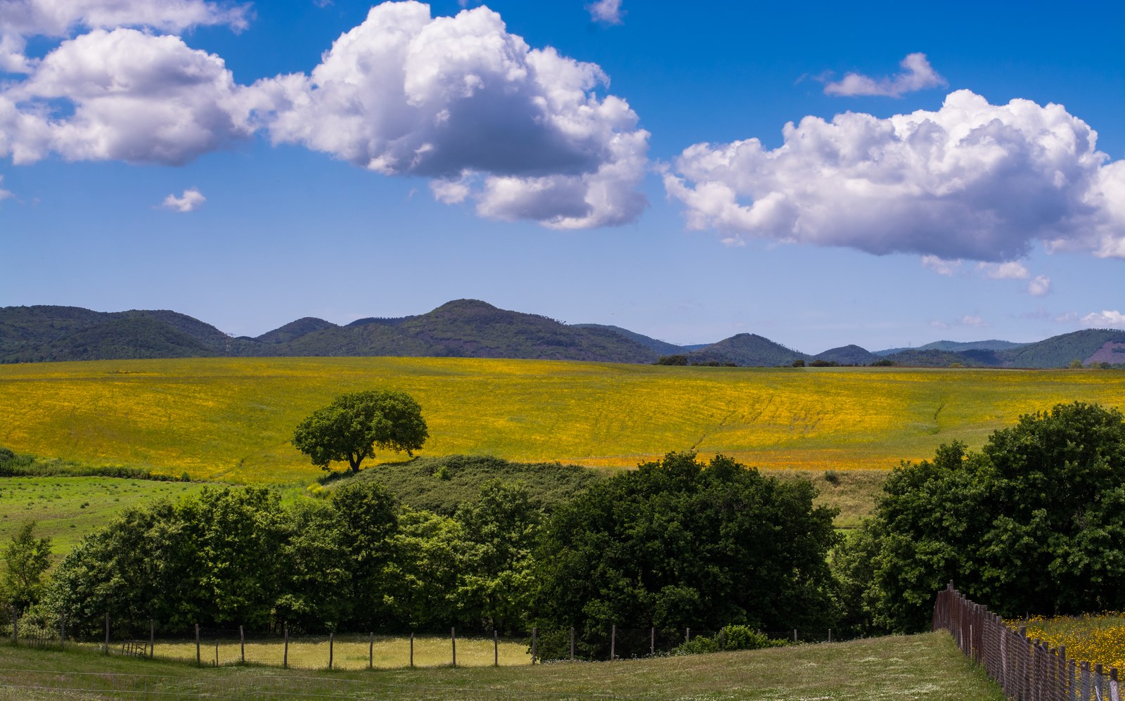 The colors of the Campaign