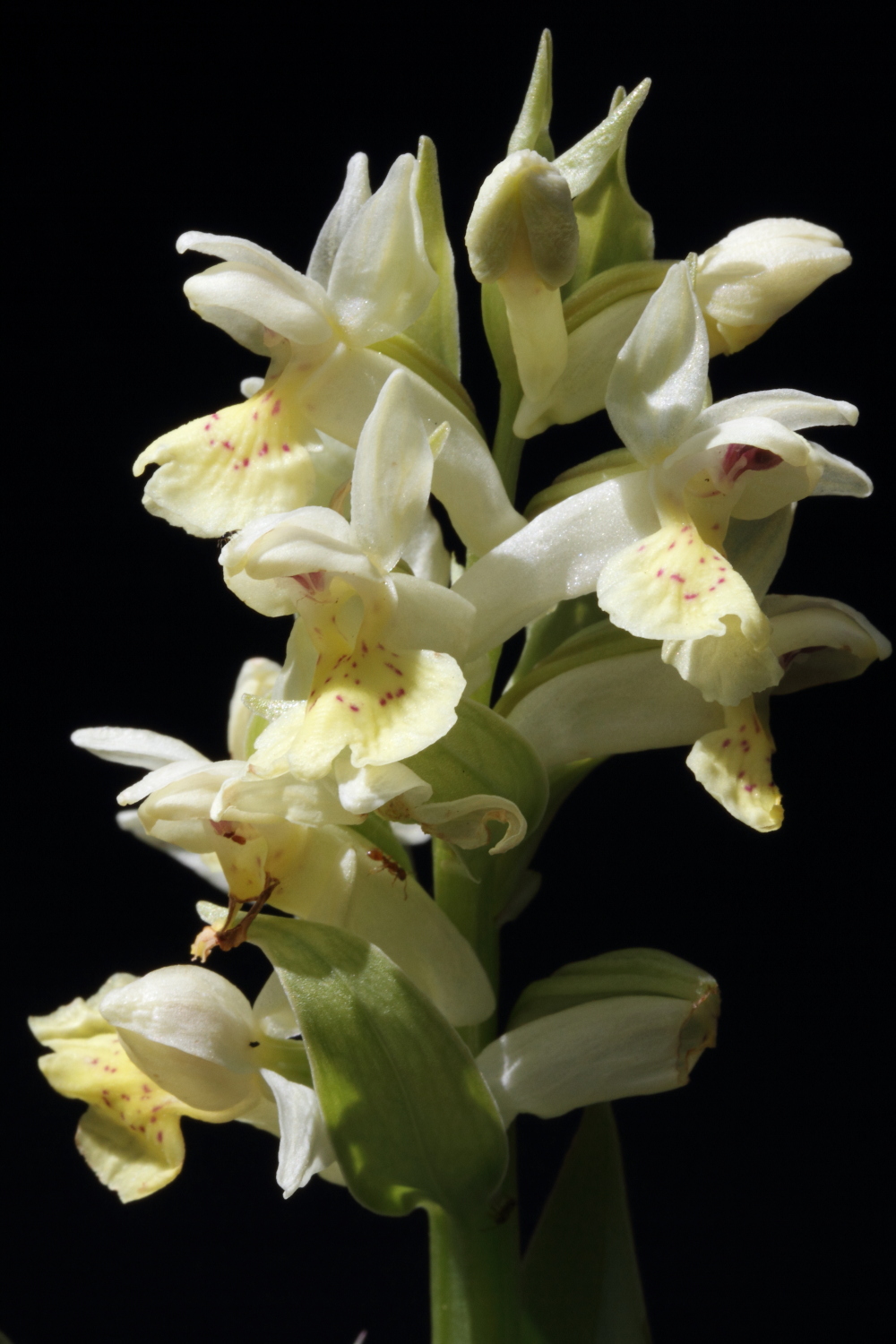 Dactyloriza sambucina Grange Hubert