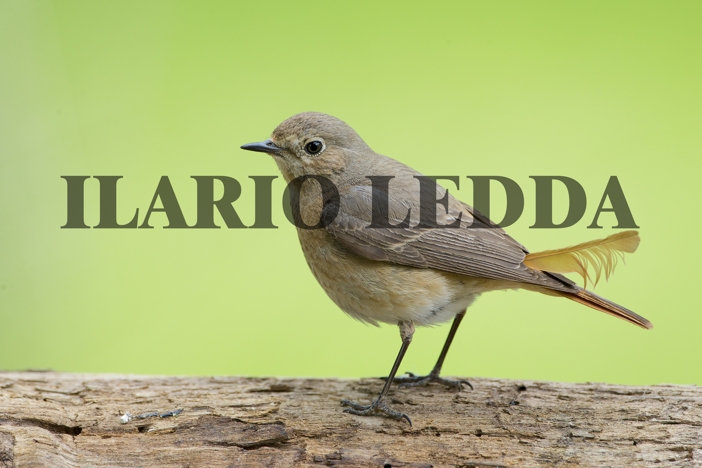 codirosso spettinato