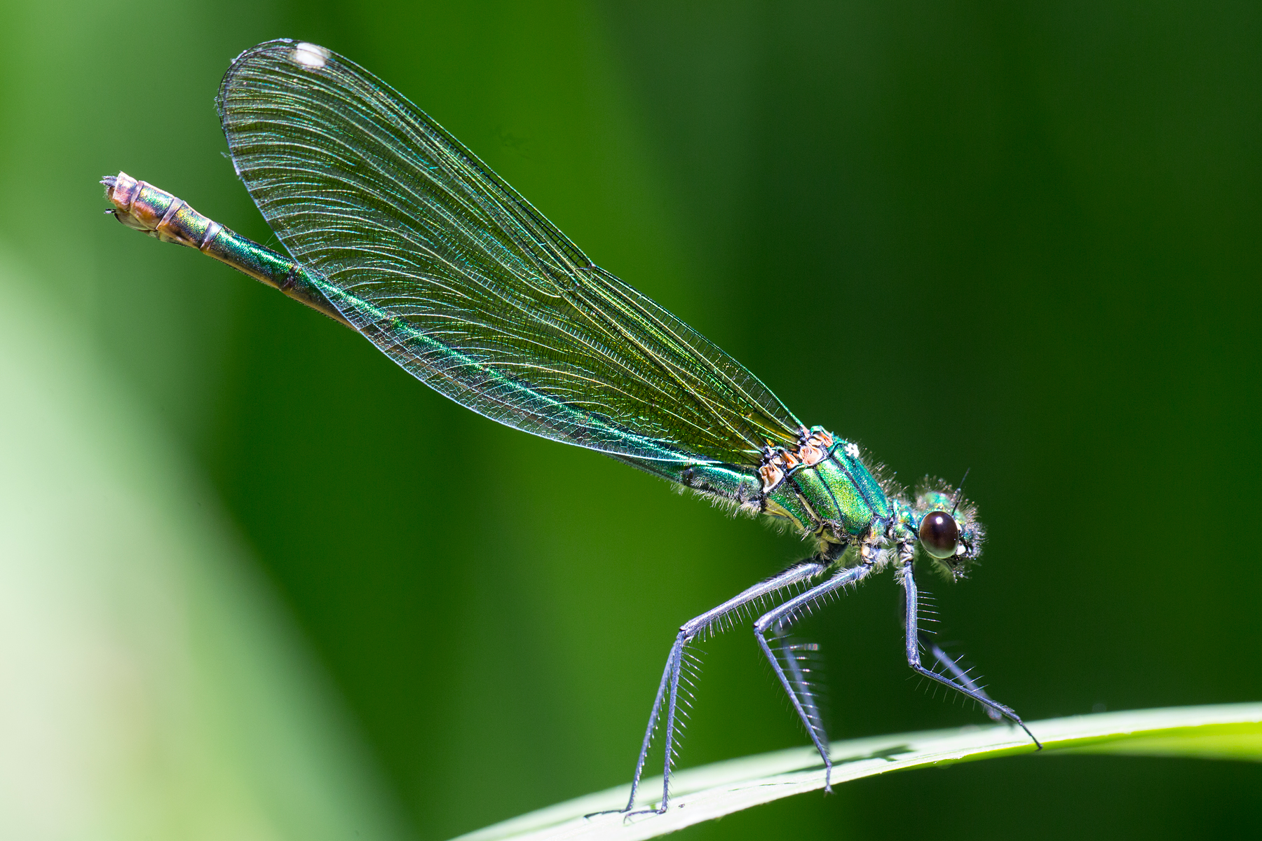Libellula