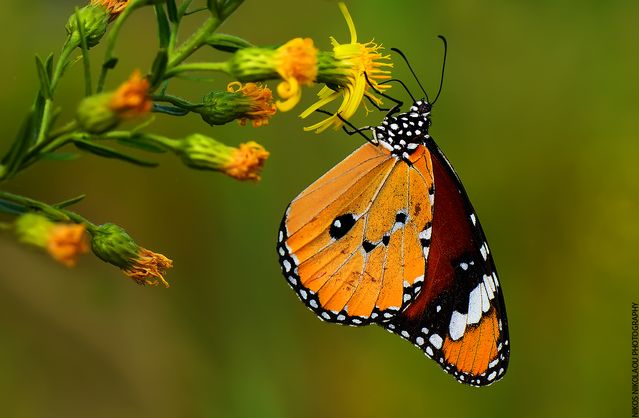 Danaus chrysippus