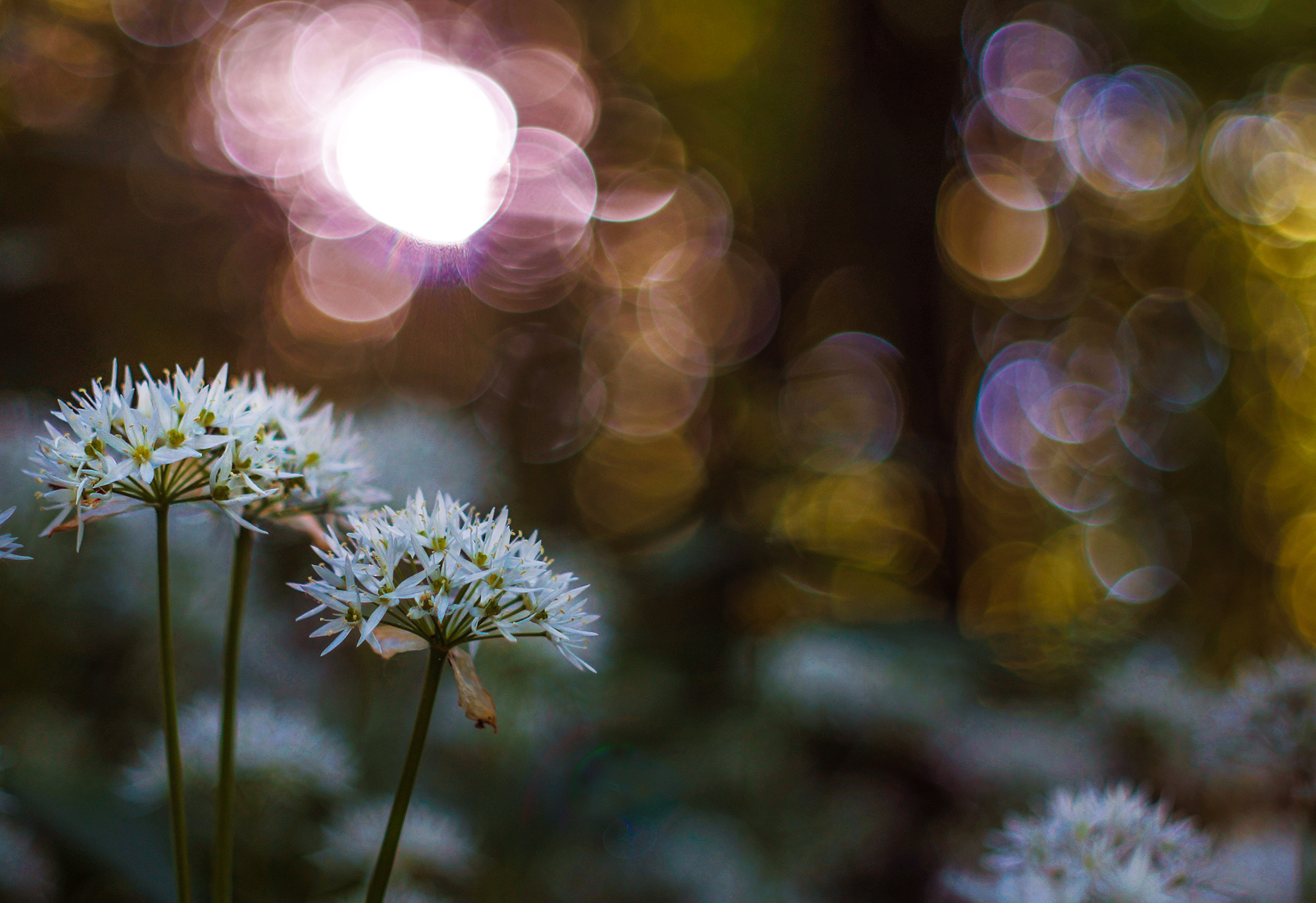 Bokeh