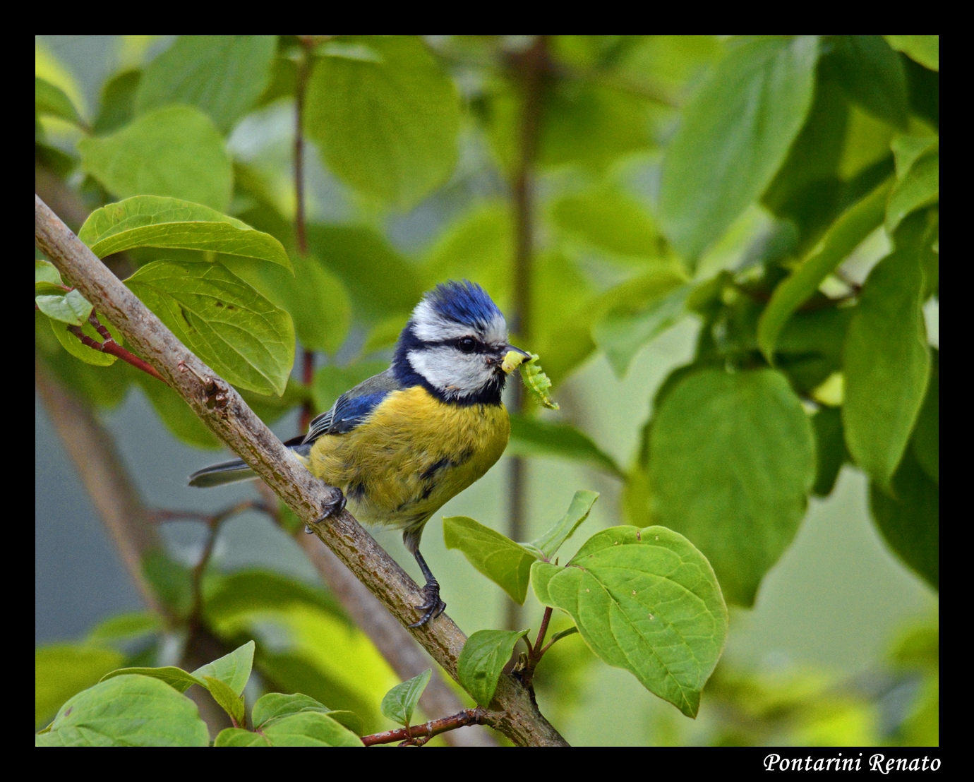 Blue Tit