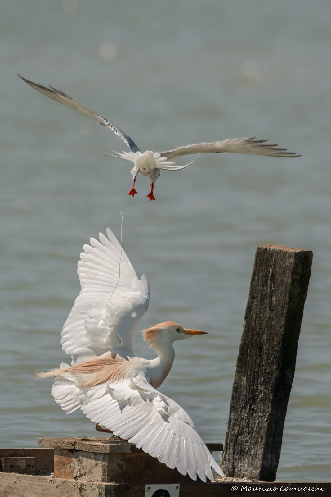 Tern vs Egret