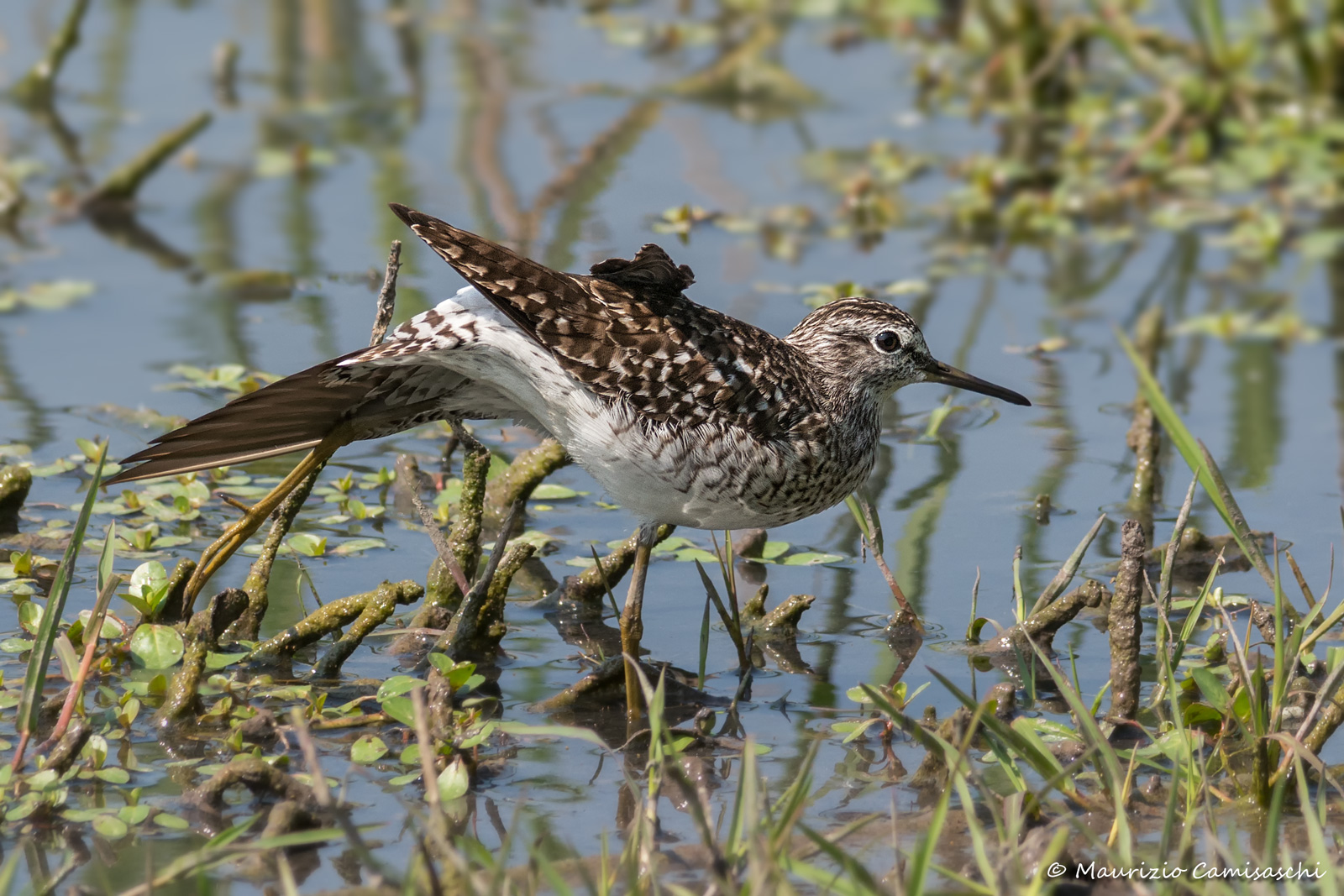 Stretching wood sandpiper