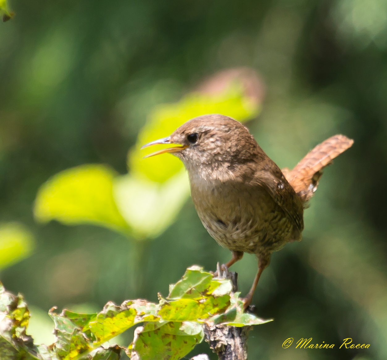 Cetti's warbler