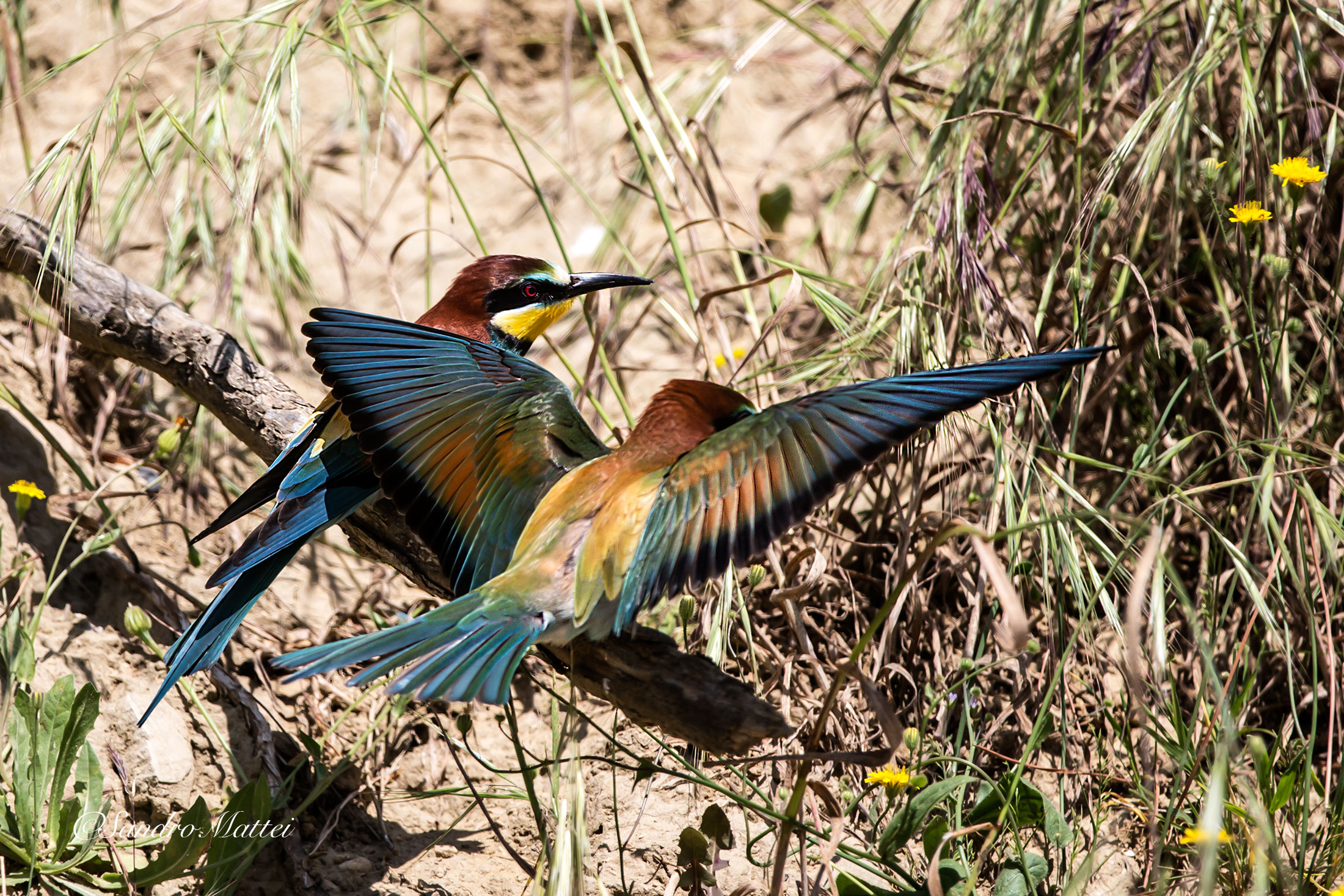 .....sotto l'ala protettrice.......
