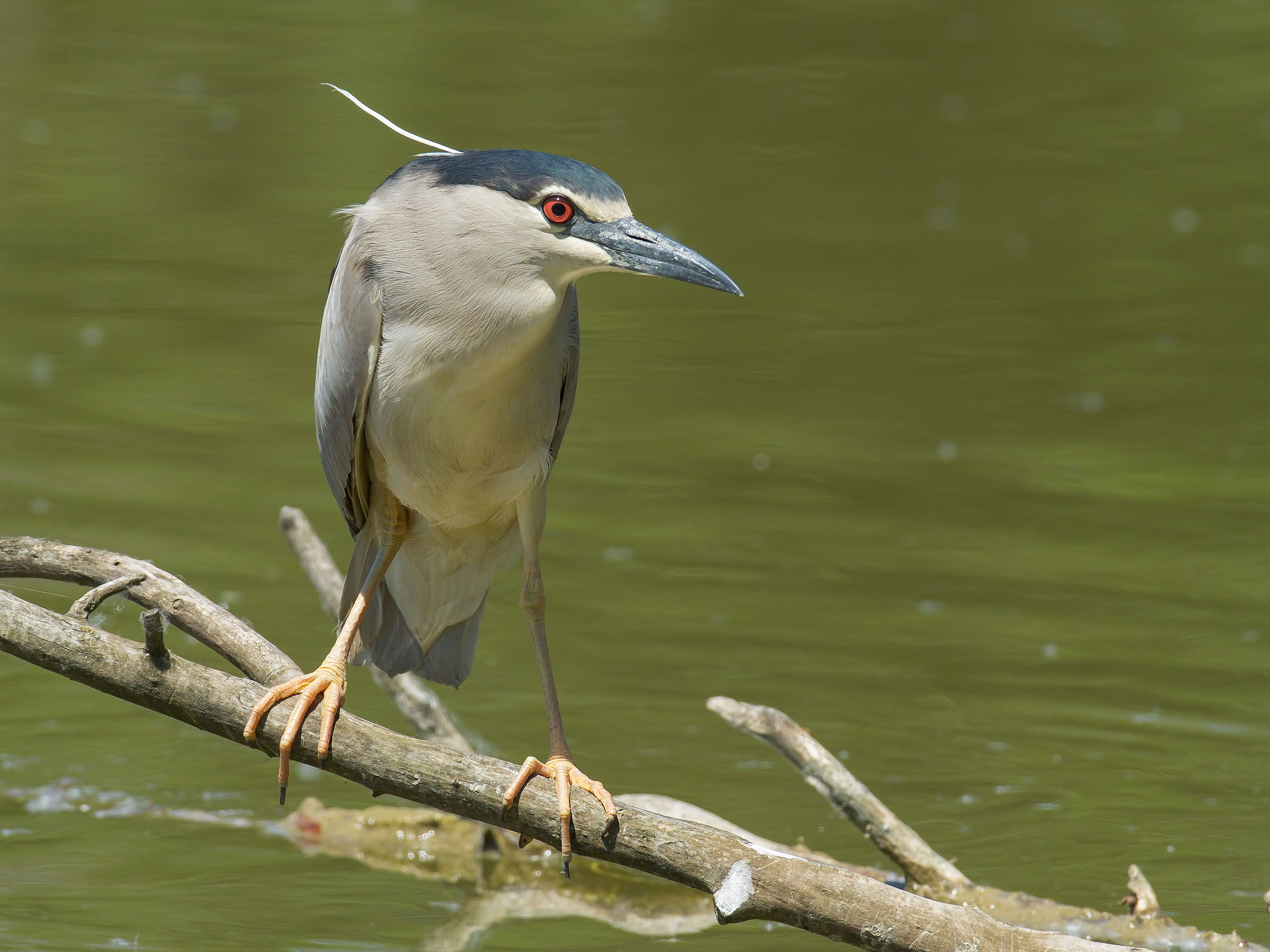 Night Heron