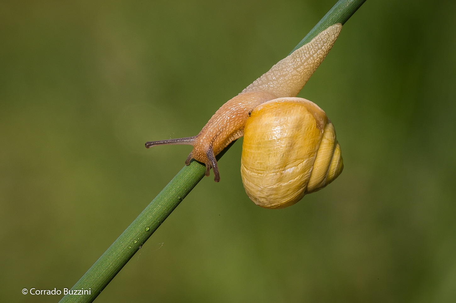 Snail