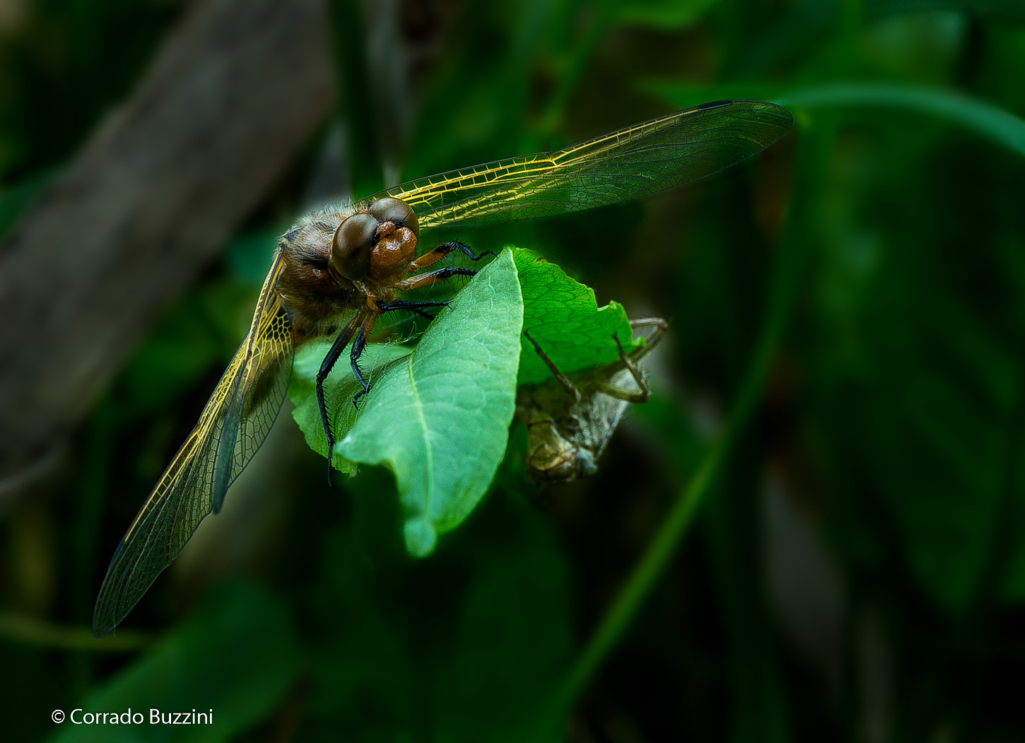 Dragonfly