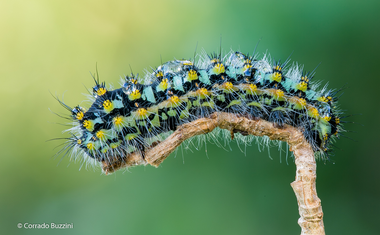 Caterpillar