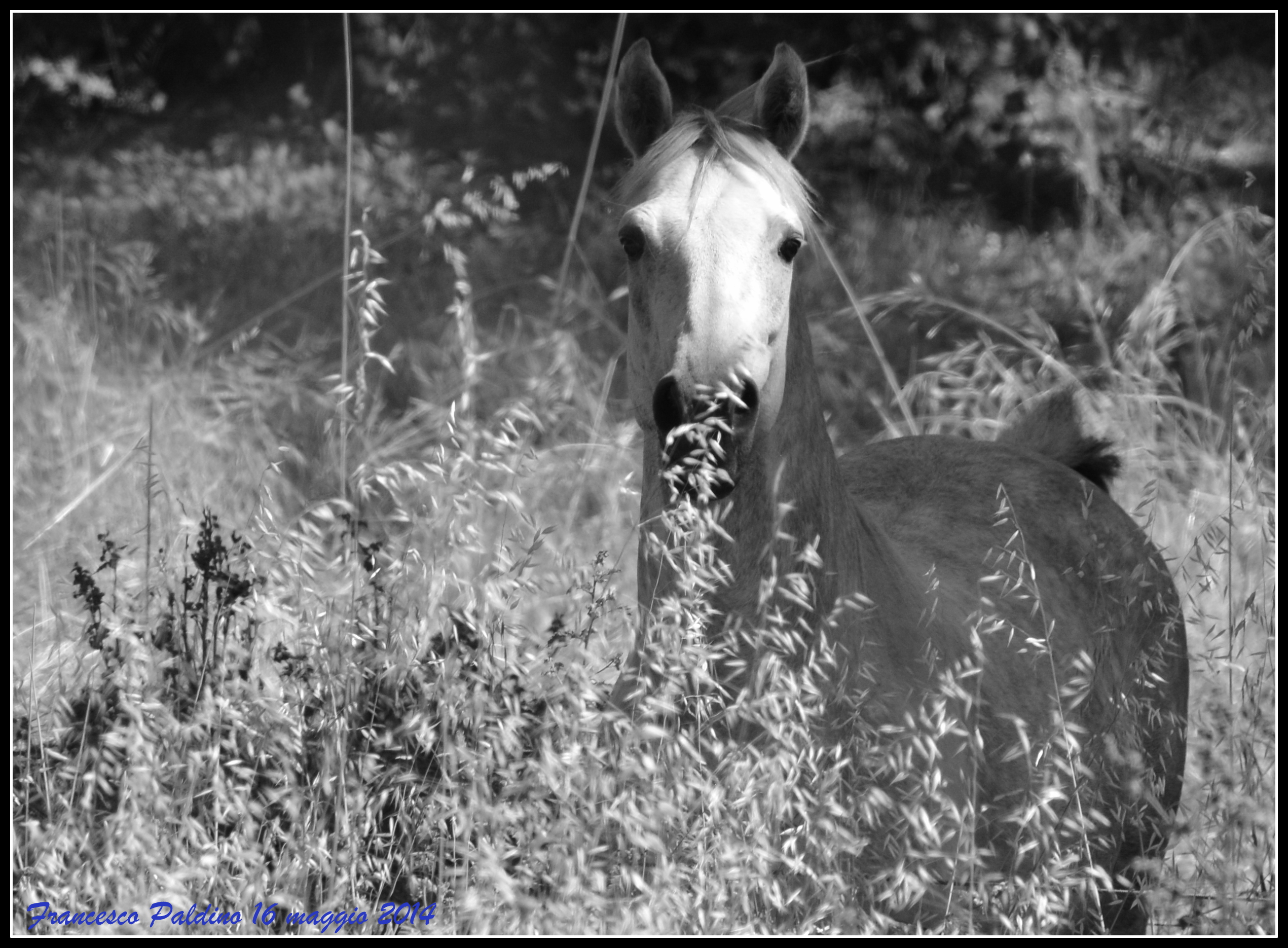 Cavallo Bianco e nero