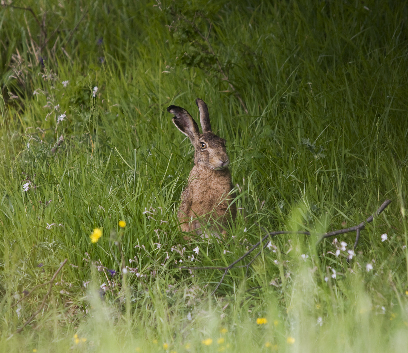 Hare