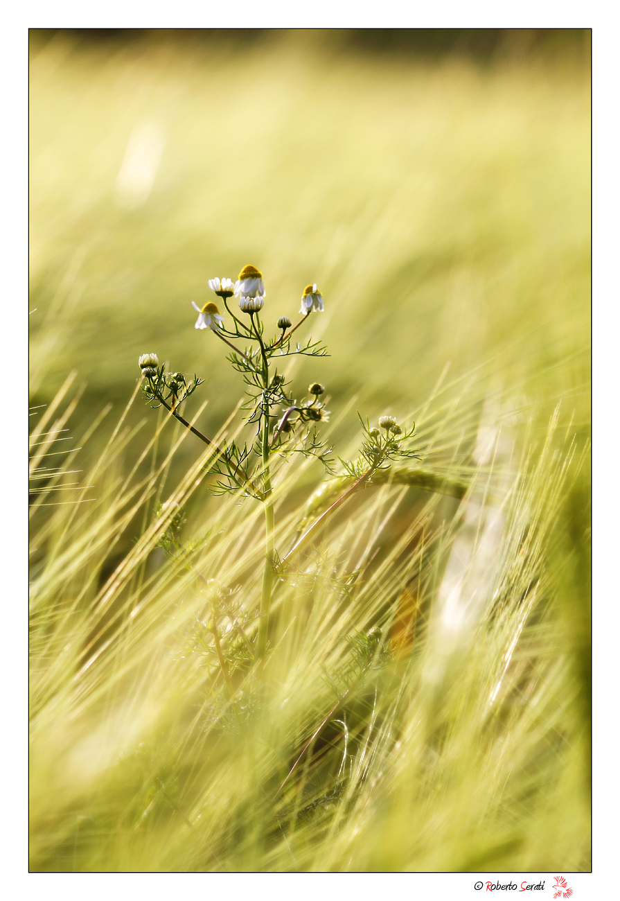 Tra le spighe