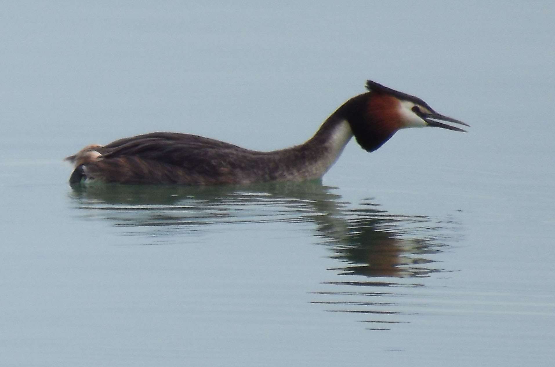 grebe