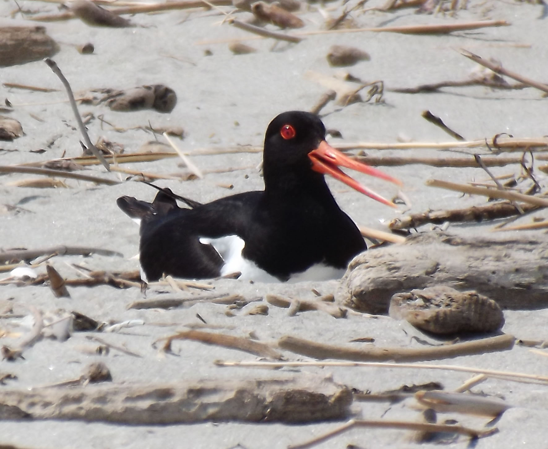 oystercatcher