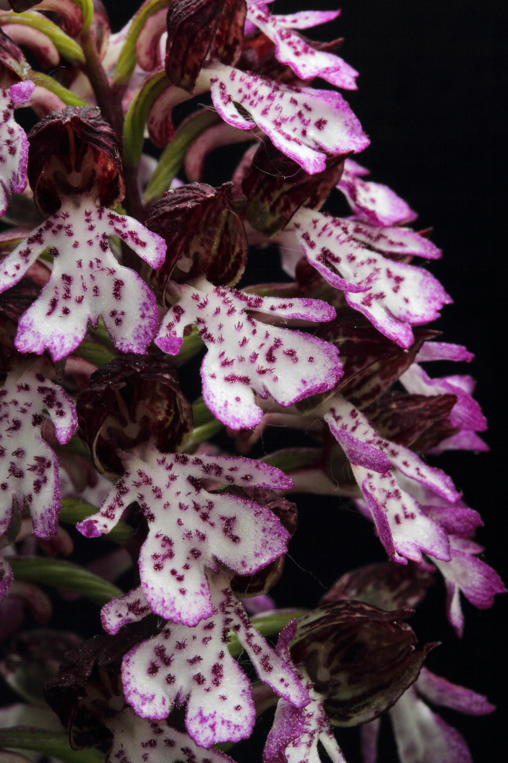Orchis purpurea - prati a valle della Frenè