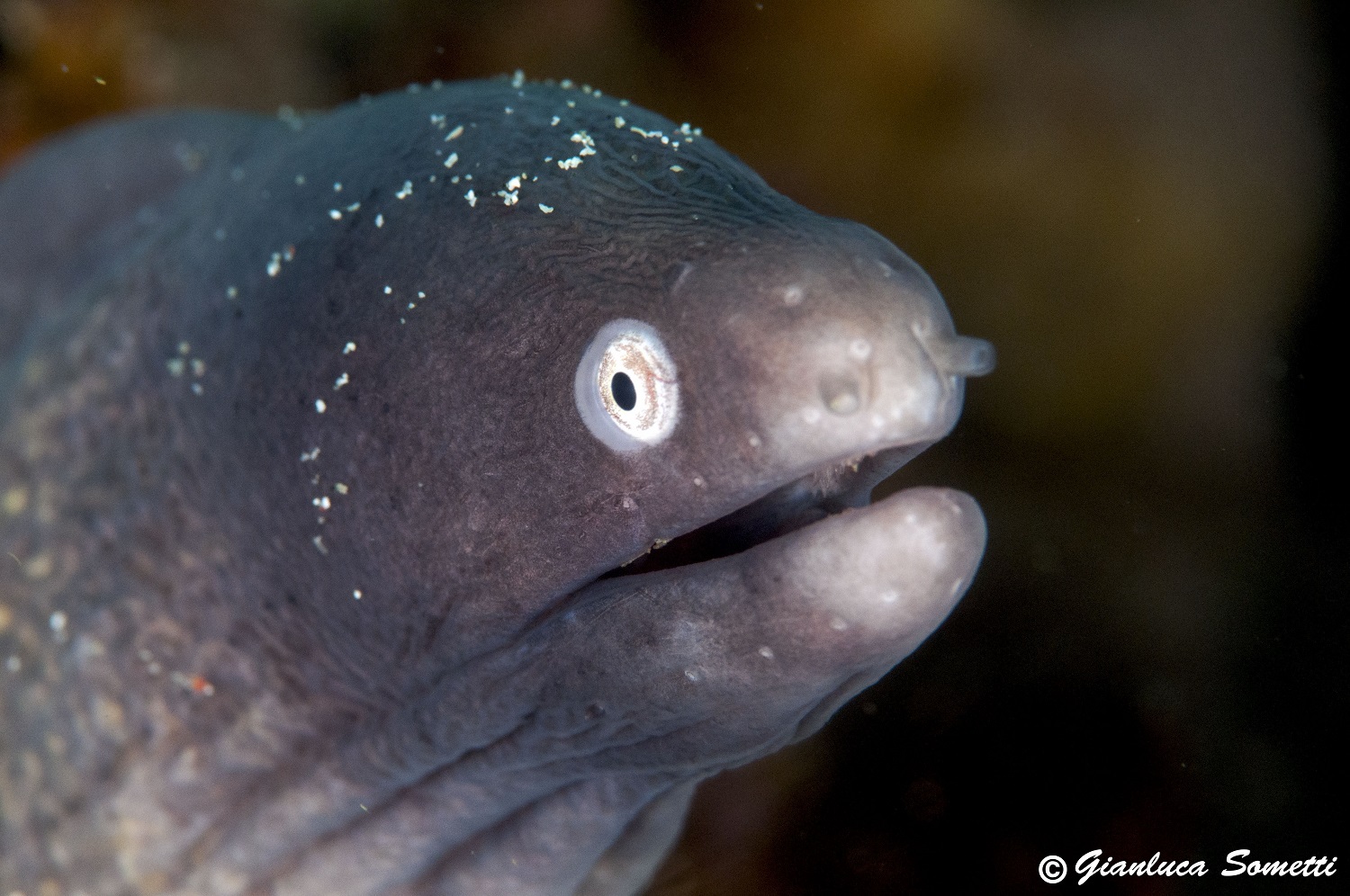 Puerto galera / white eyed moray