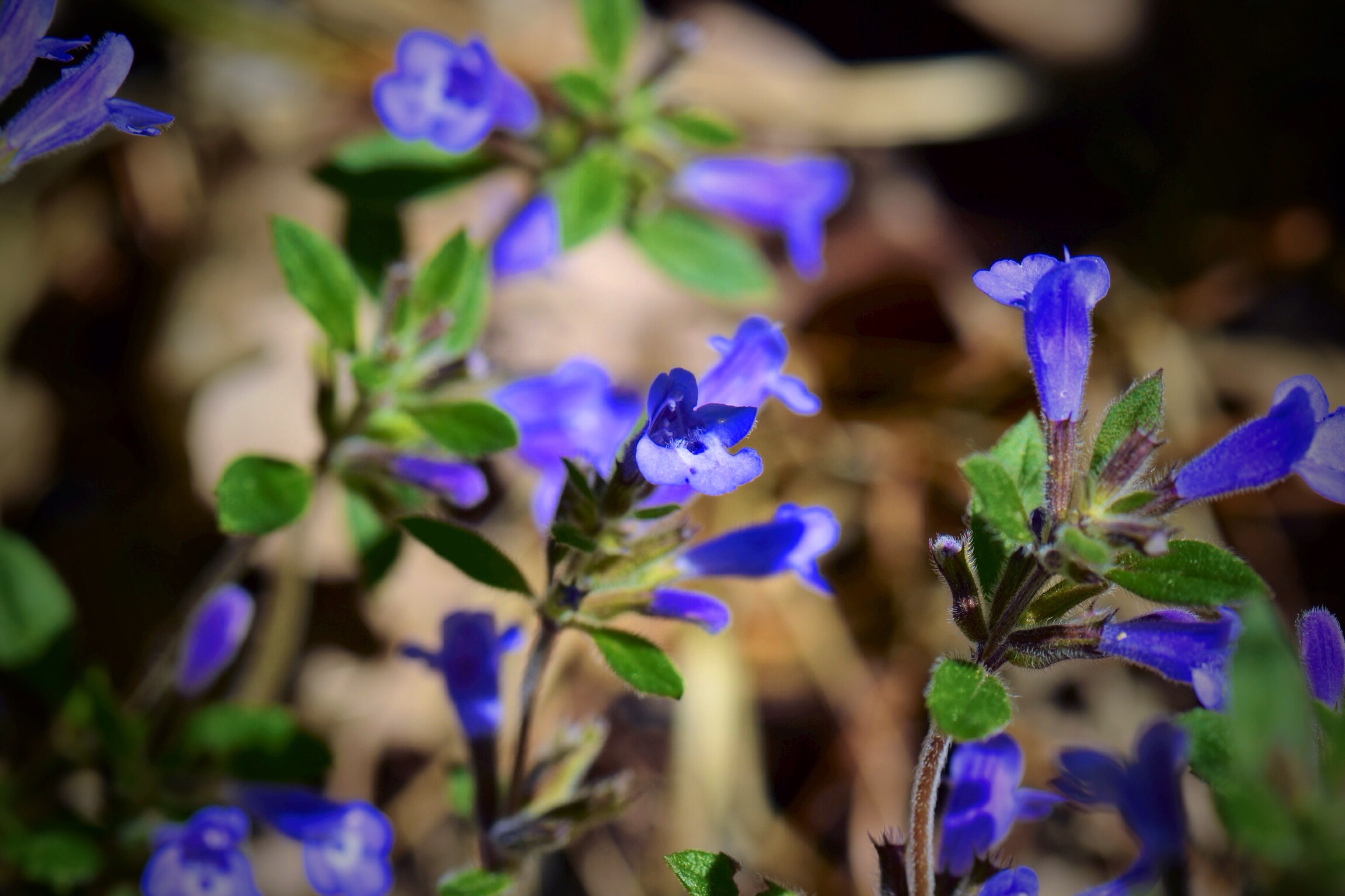 Fiori spontanei del parco delle foreste Casentinesi