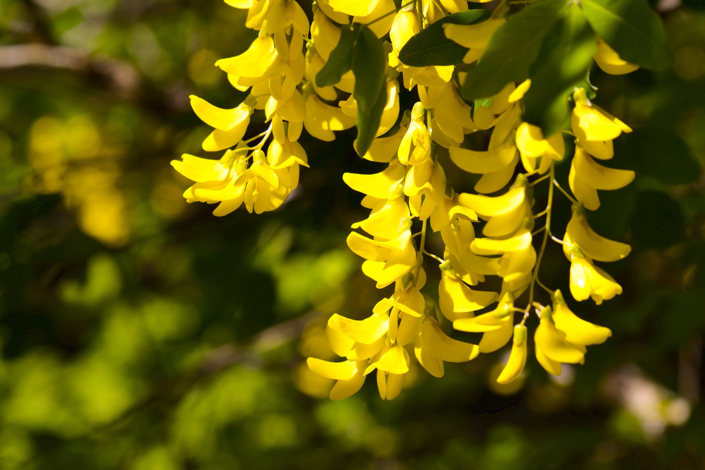 Fiori spontanei del parco delle foreste Casentinesi