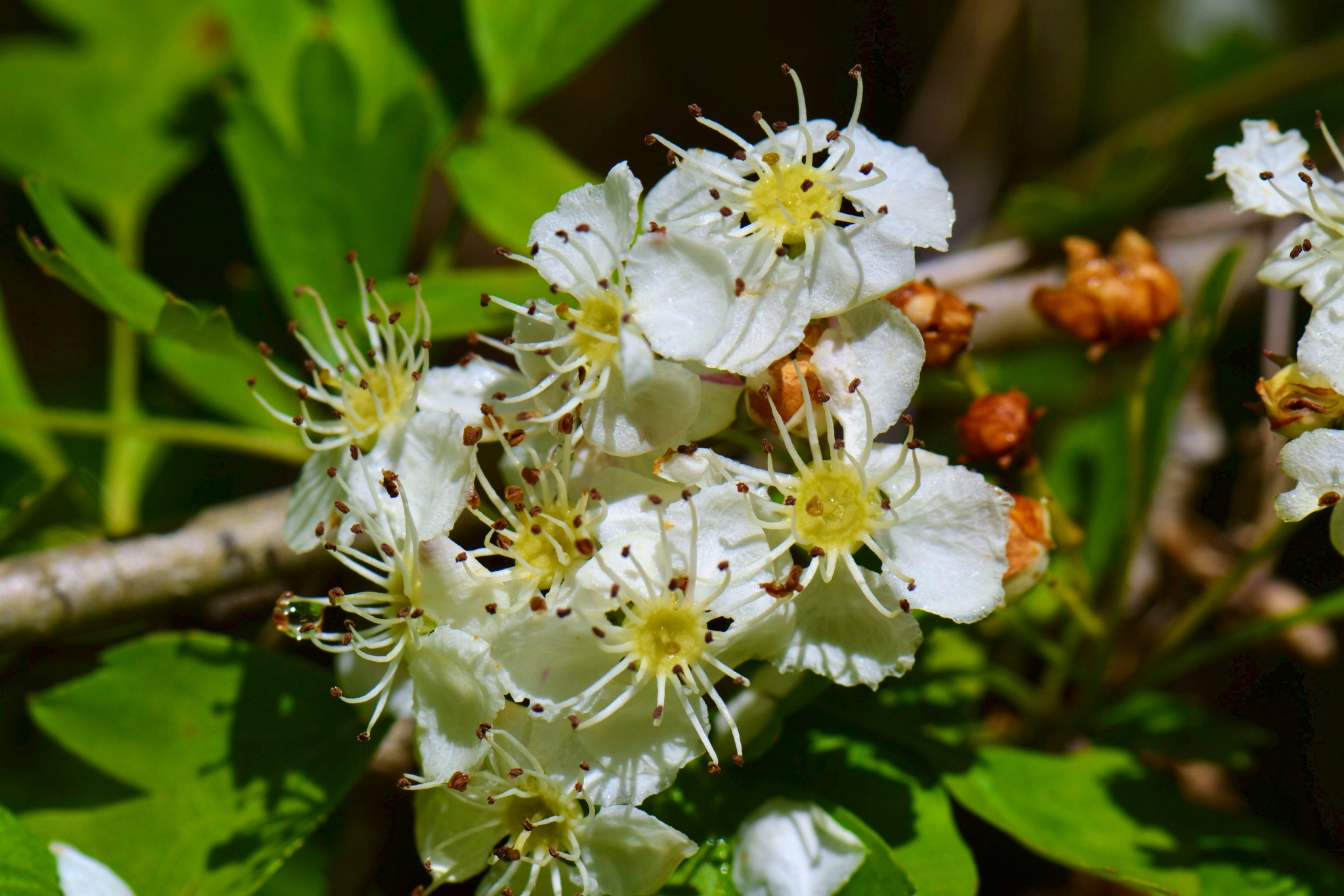 Fiori spontanei del parco delle foreste Casentinesi