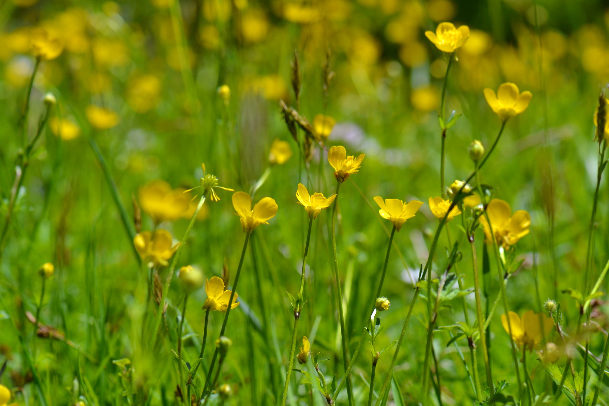 Fiori spontanei del parco delle foreste Casentinesi