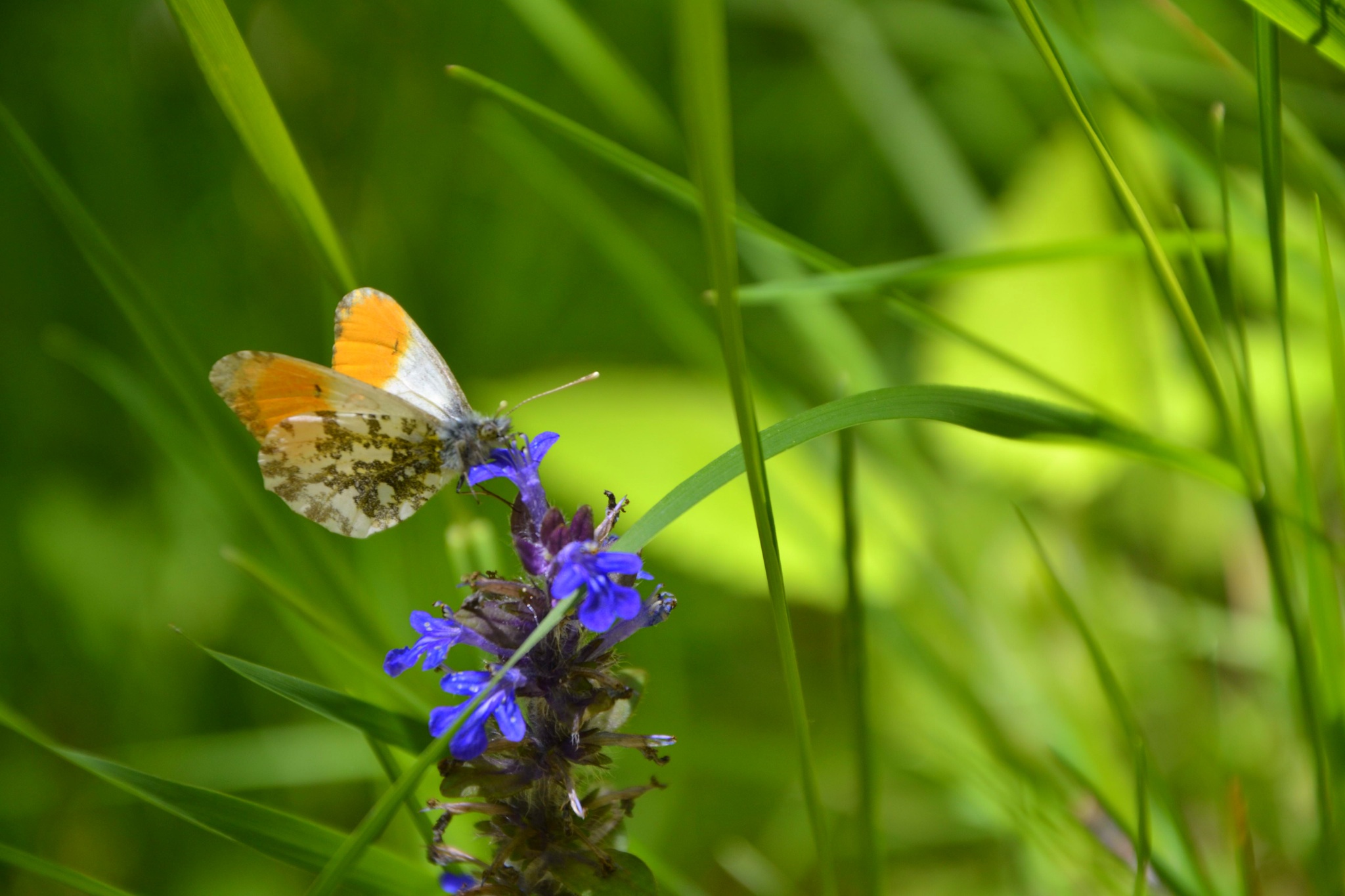 Sweet creatures of the Casentino Forest Park