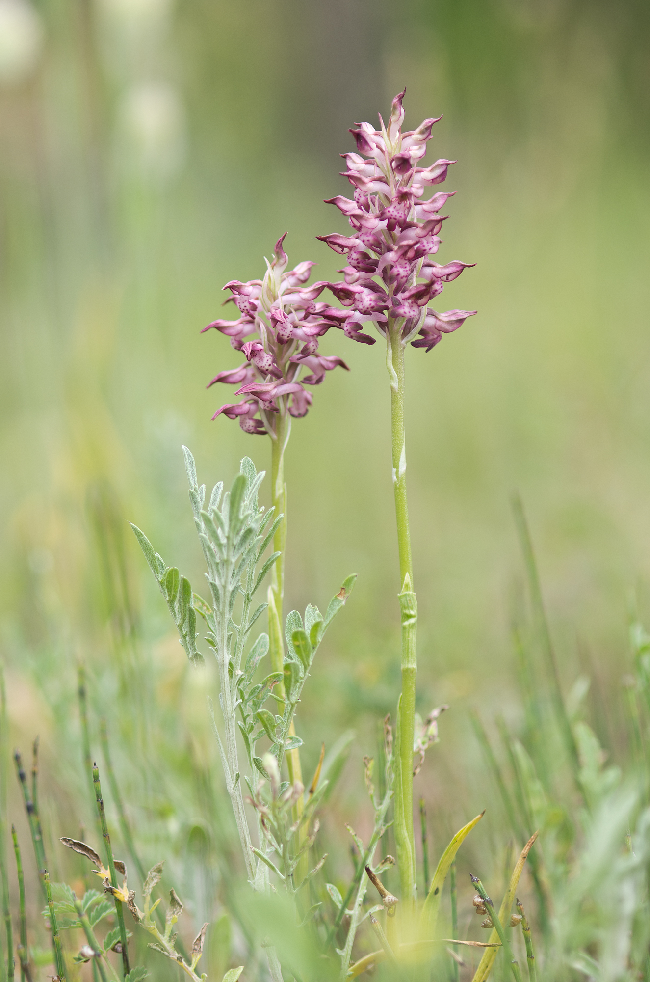 Anacamptis coriophora - Orchidaceae