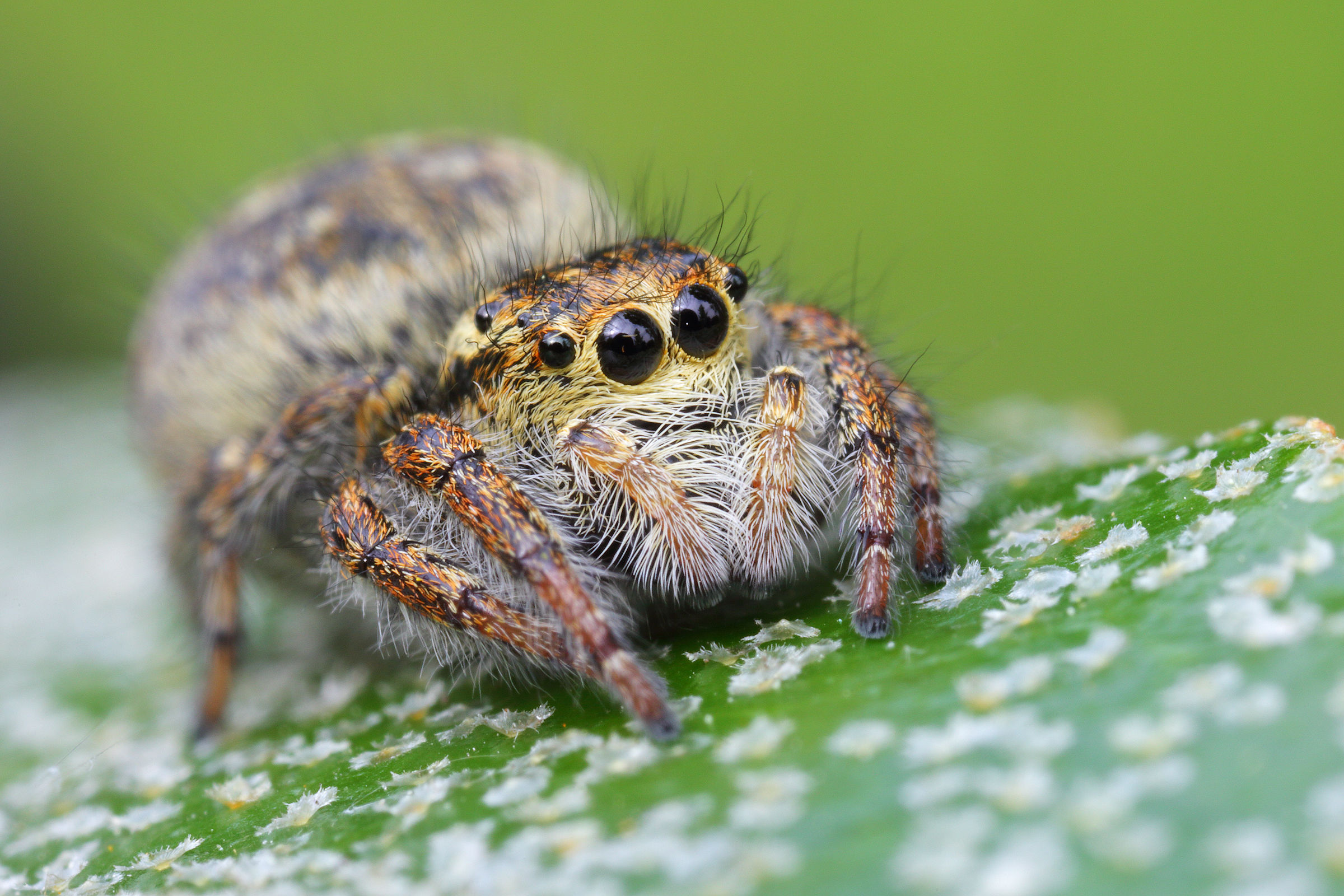 Female Carrhotus Xanthogramma