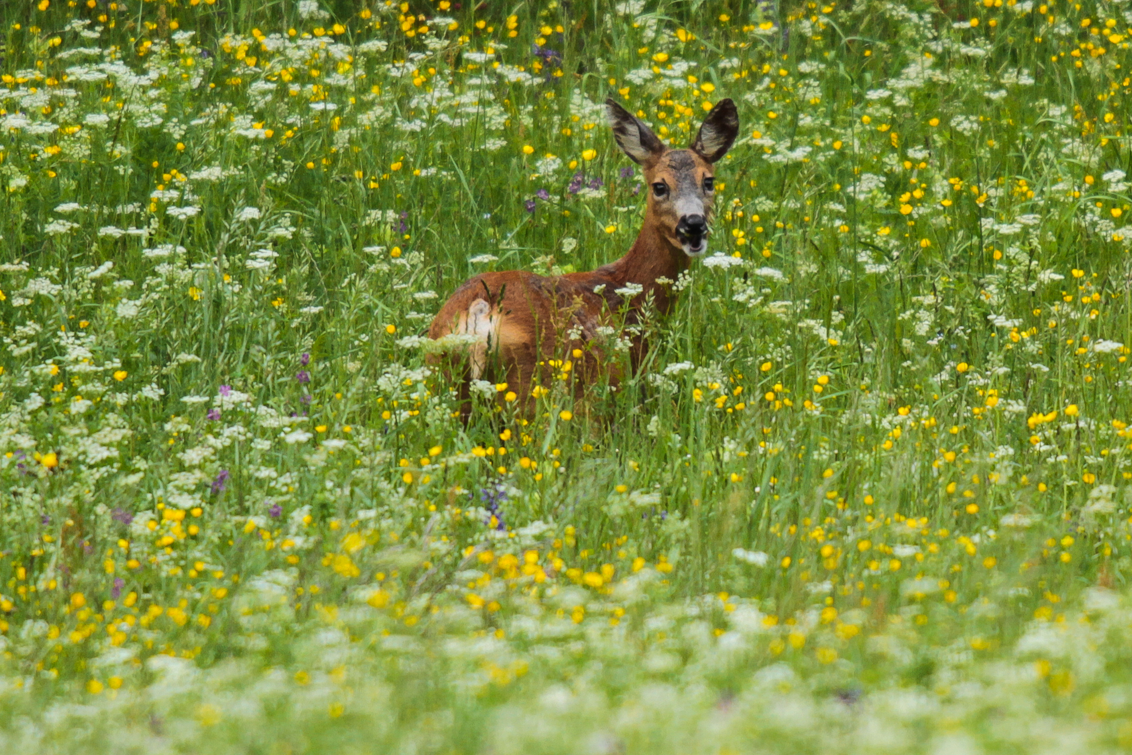 female deer in bloom