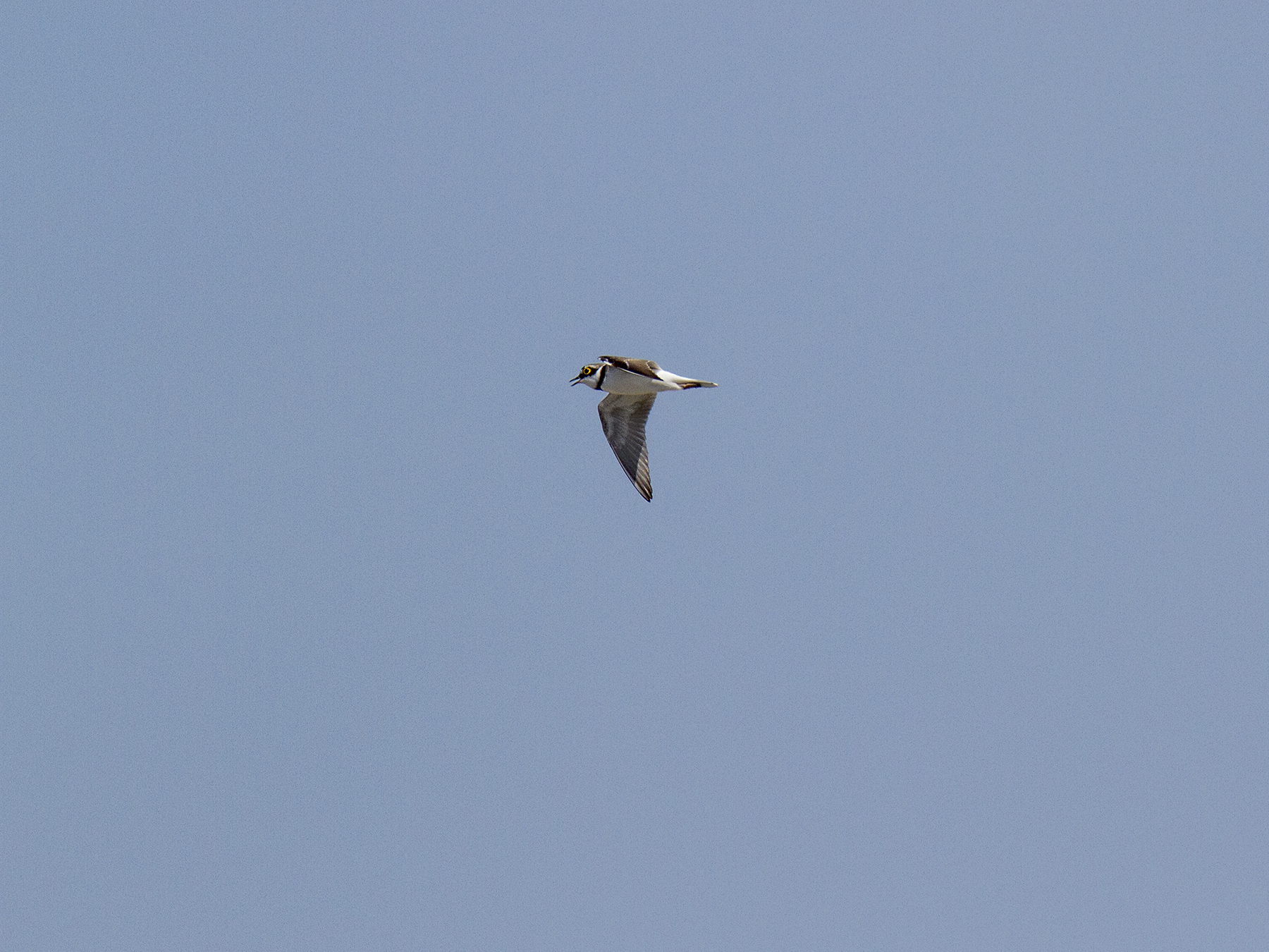 CORRIERE little on the fly! Impossible!