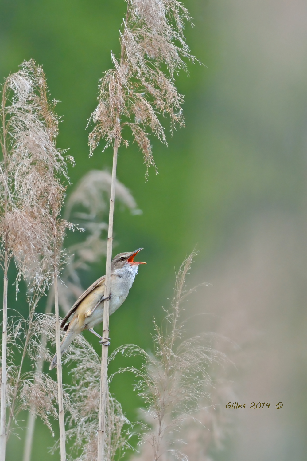 Warbler (Acrocephalus arundinaceus)