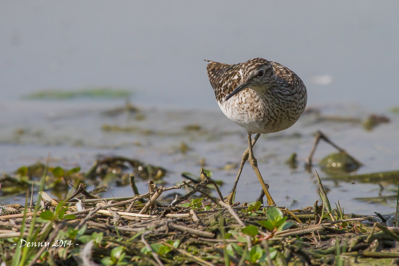 piro-piro boschereccio