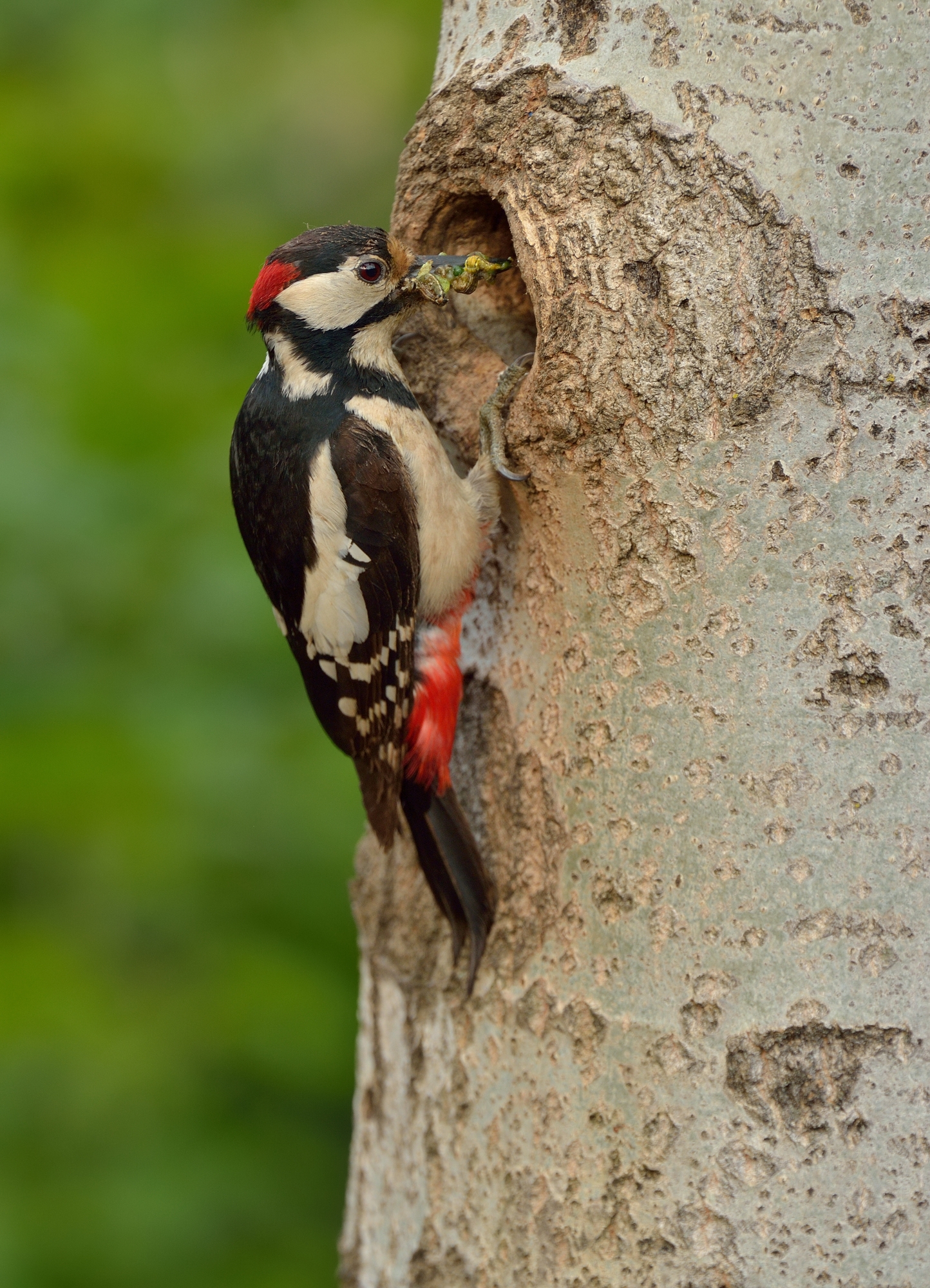 Here comes the jelly!