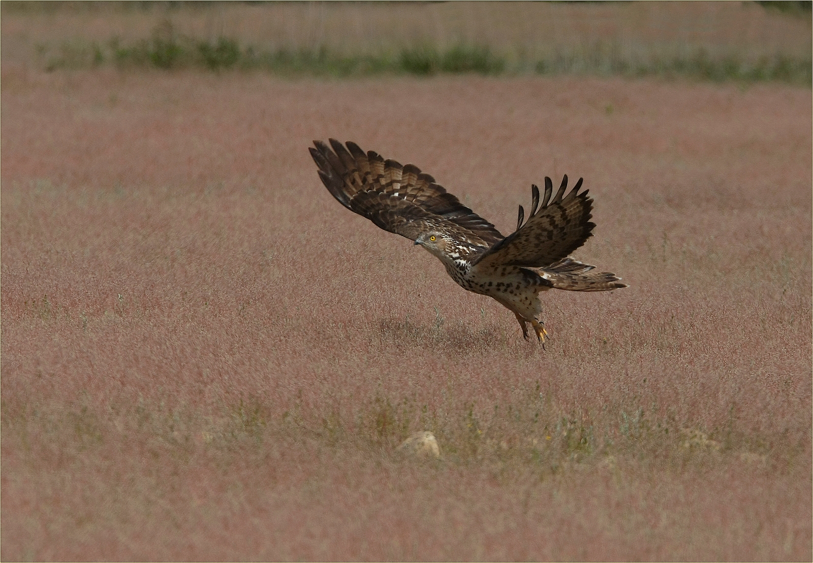 ,, falco pecchiaiolo ''