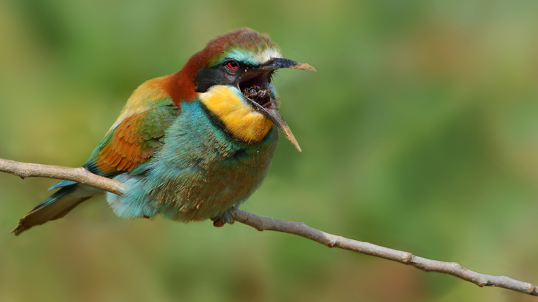gruccione e il  bolo