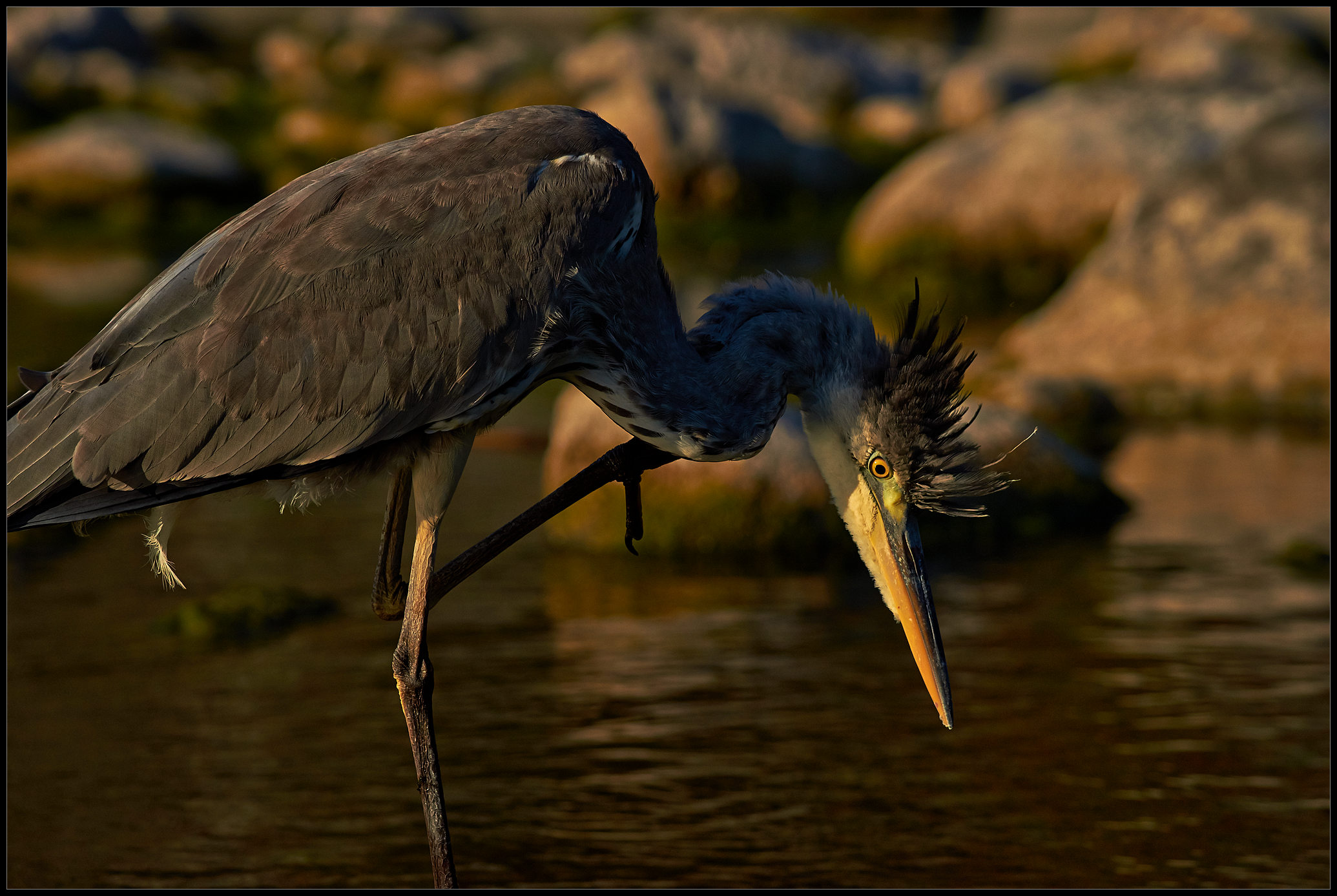 Airone cenerino immaturo