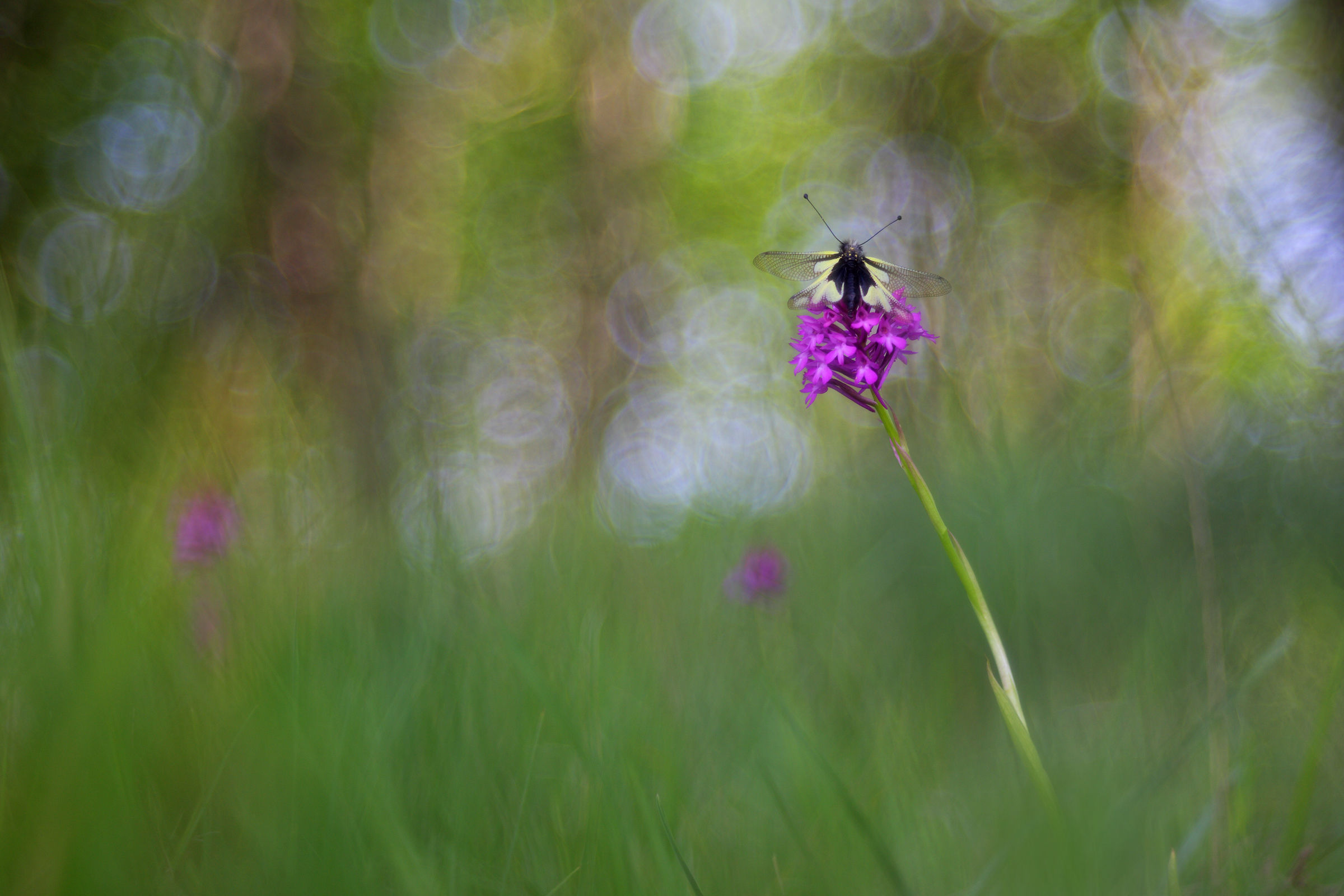 Libelloides coccajus