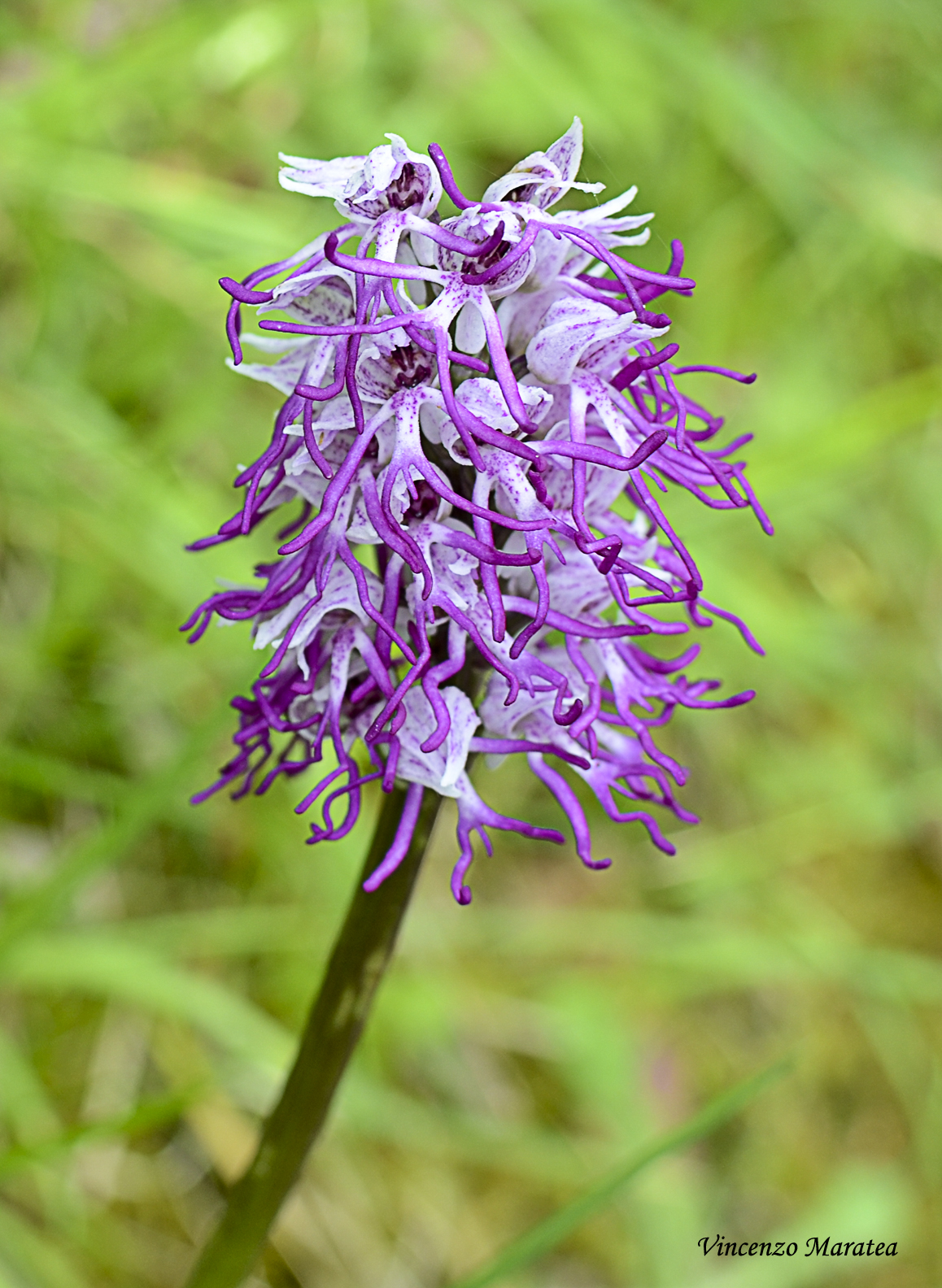 Orchis simia